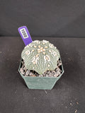 Astrophytum Asterias cv. Hanazono Cactus