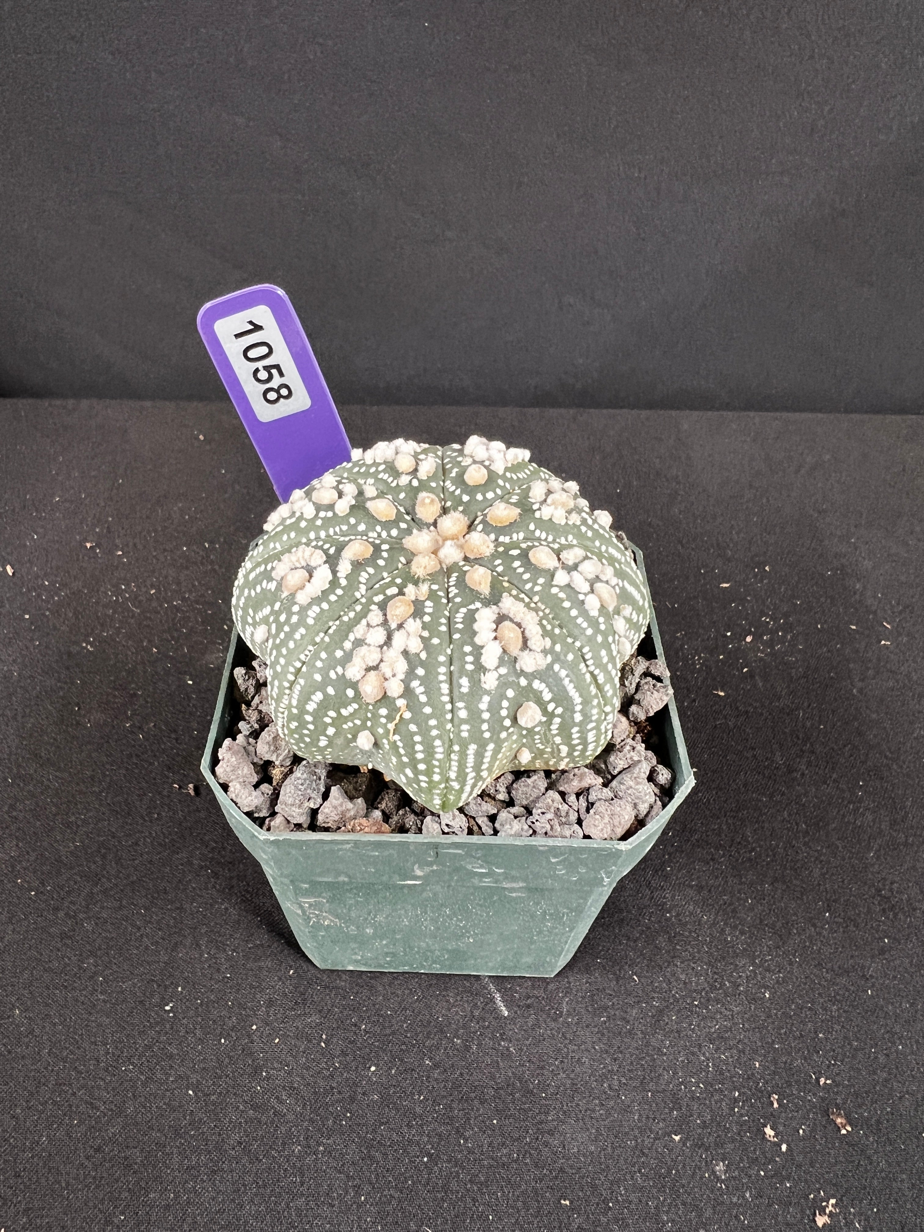 Astrophytum Asterias cv. Hanazono Cactus