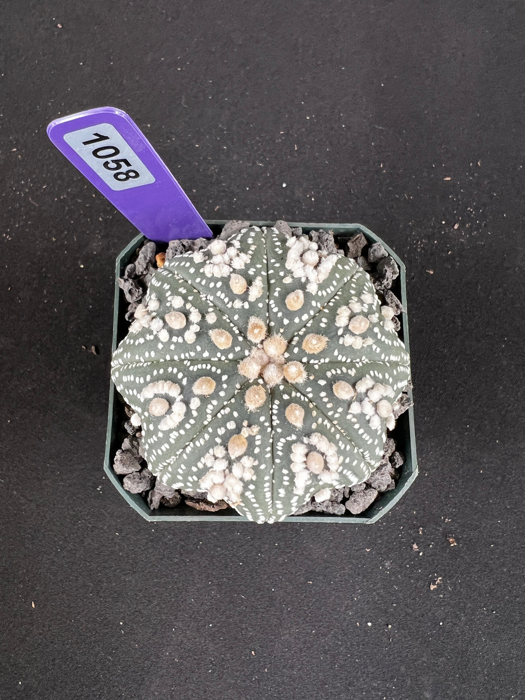 Astrophytum Asterias cv. Hanazono Cactus