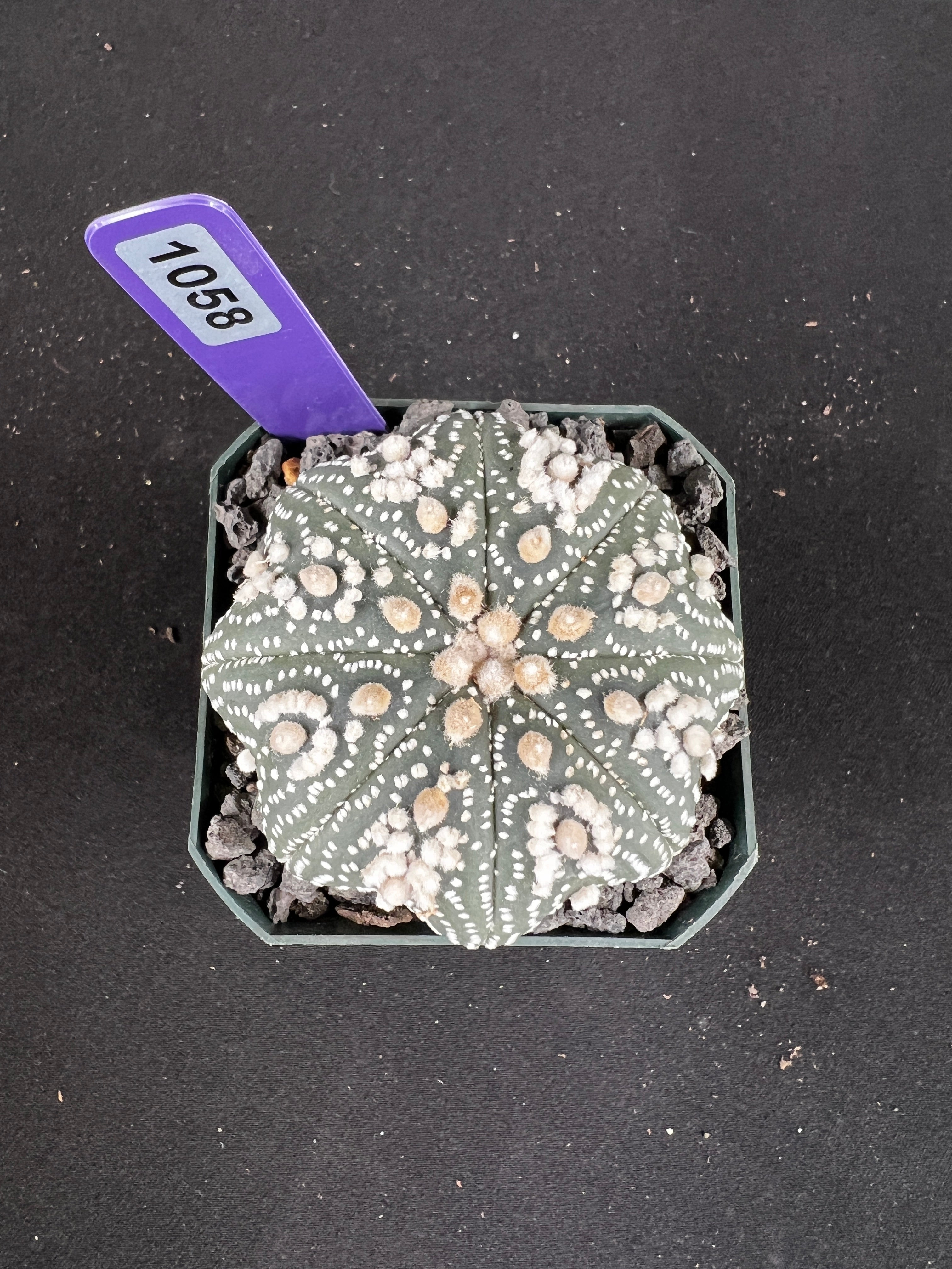 Astrophytum Asterias cv. Hanazono Cactus