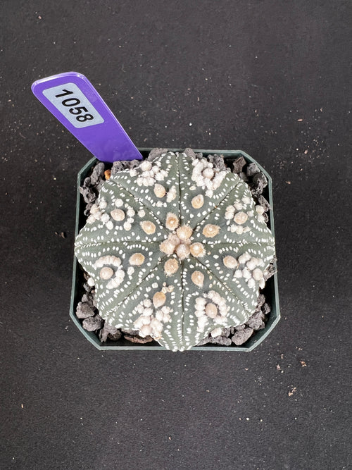 Astrophytum Asterias cv. Hanazono Cactus