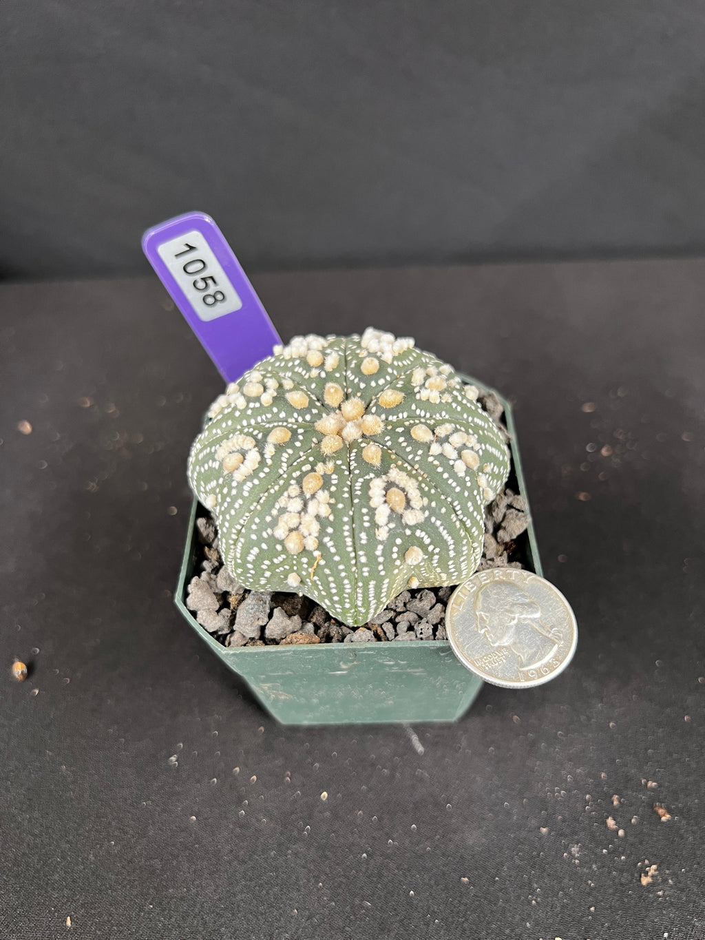 Astrophytum Asterias cv. Hanazono Cactus