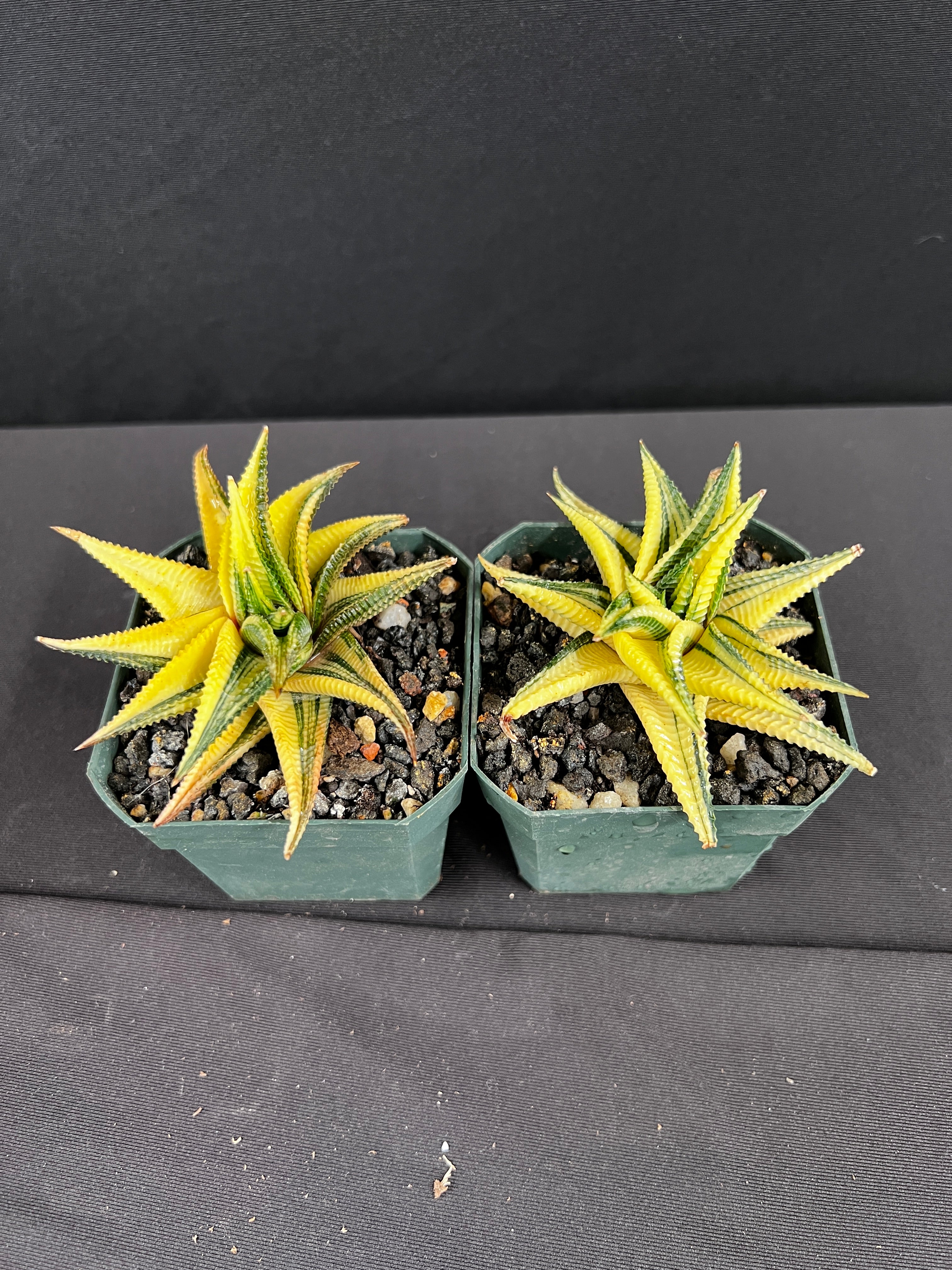 Haworthia Limifolia Variegated Succulent - Grower's Choice
