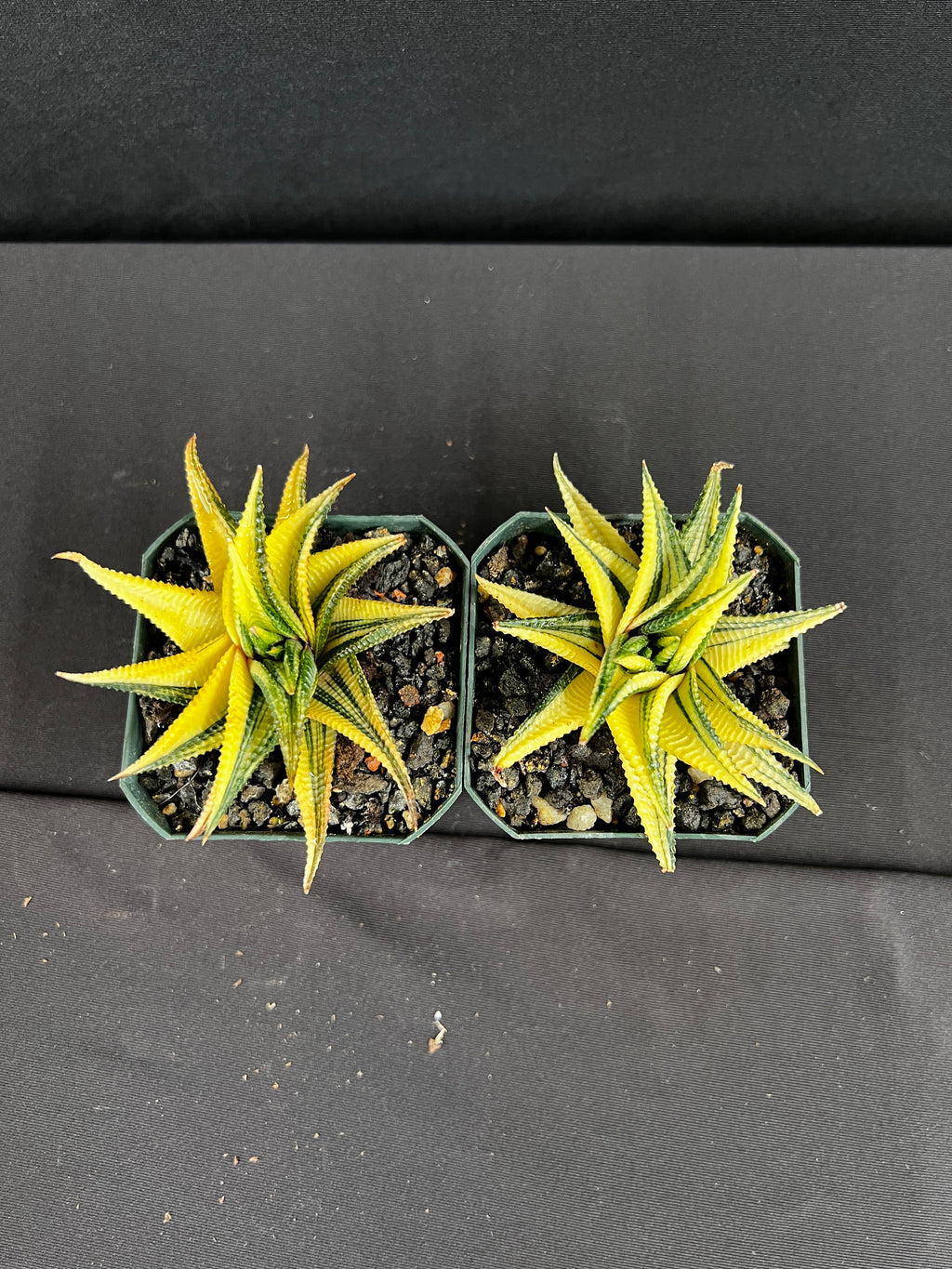 Haworthia Limifolia Variegated Succulent - Grower's Choice