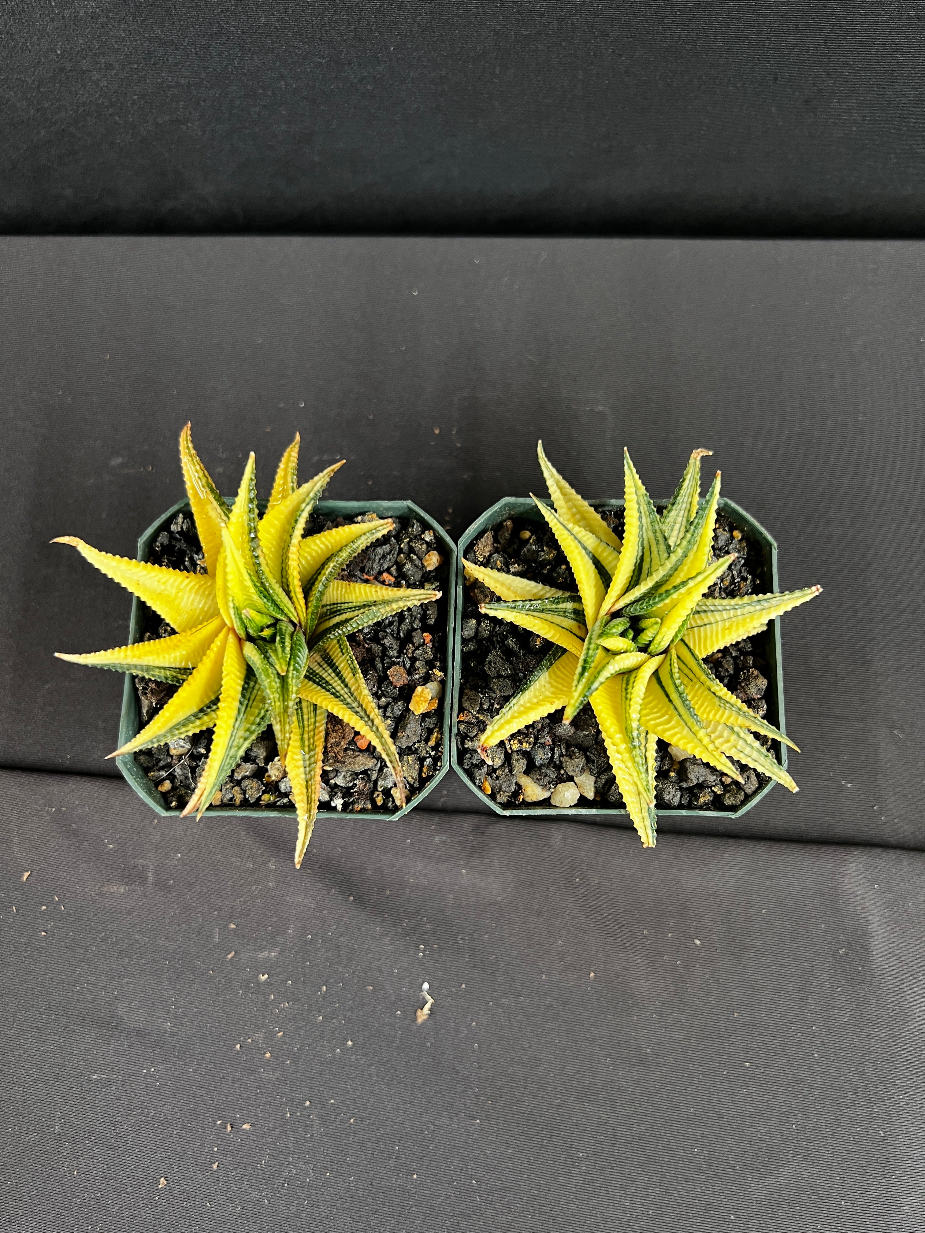 Haworthia Limifolia Variegated Succulent - Grower's Choice