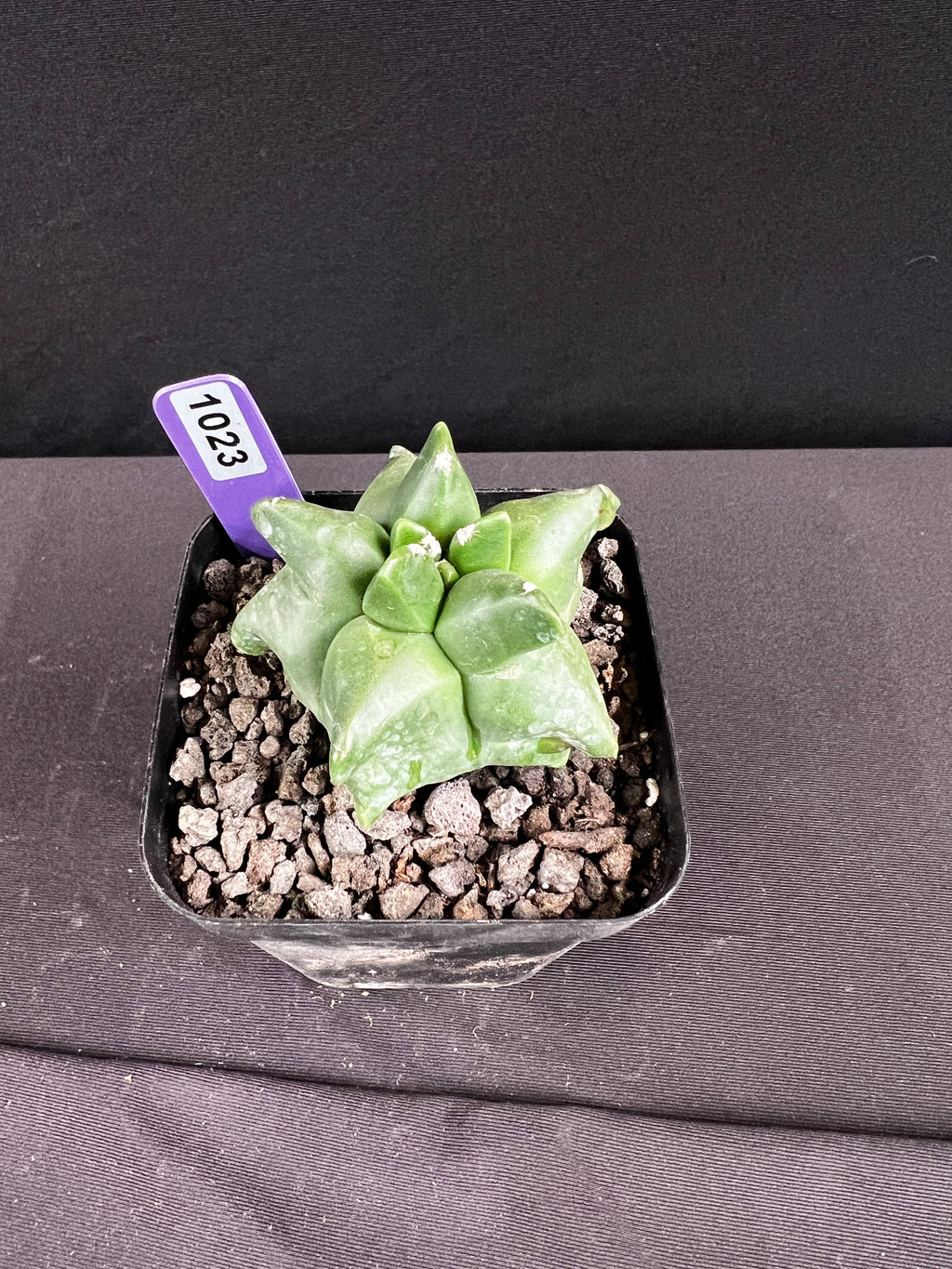 Astrophytum Myriostigma cv. Kikko