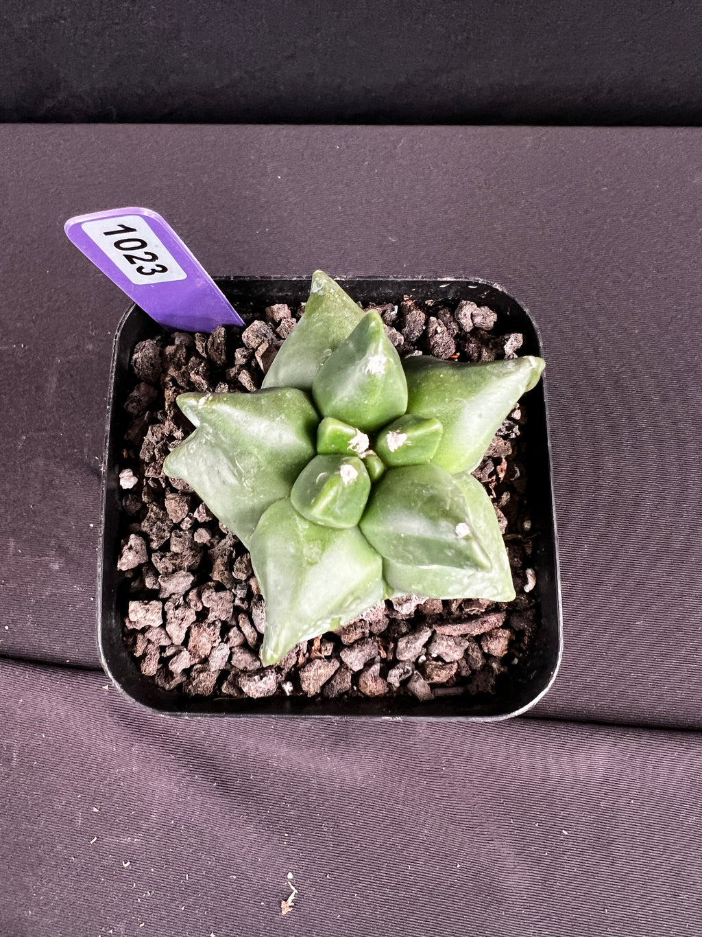 Astrophytum Myriostigma cv. Kikko