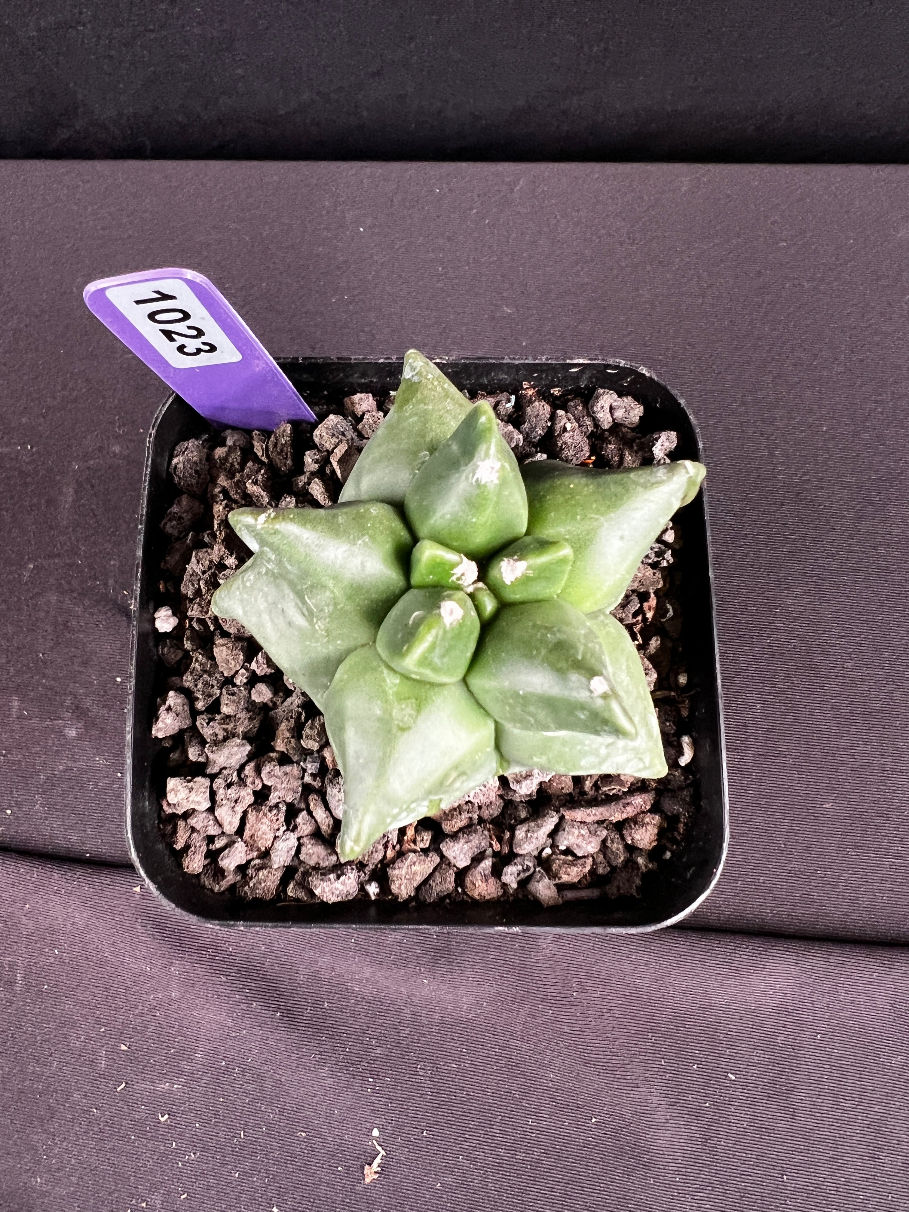 Astrophytum Myriostigma cv. Kikko