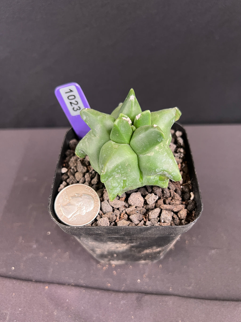 Astrophytum Myriostigma cv. Kikko