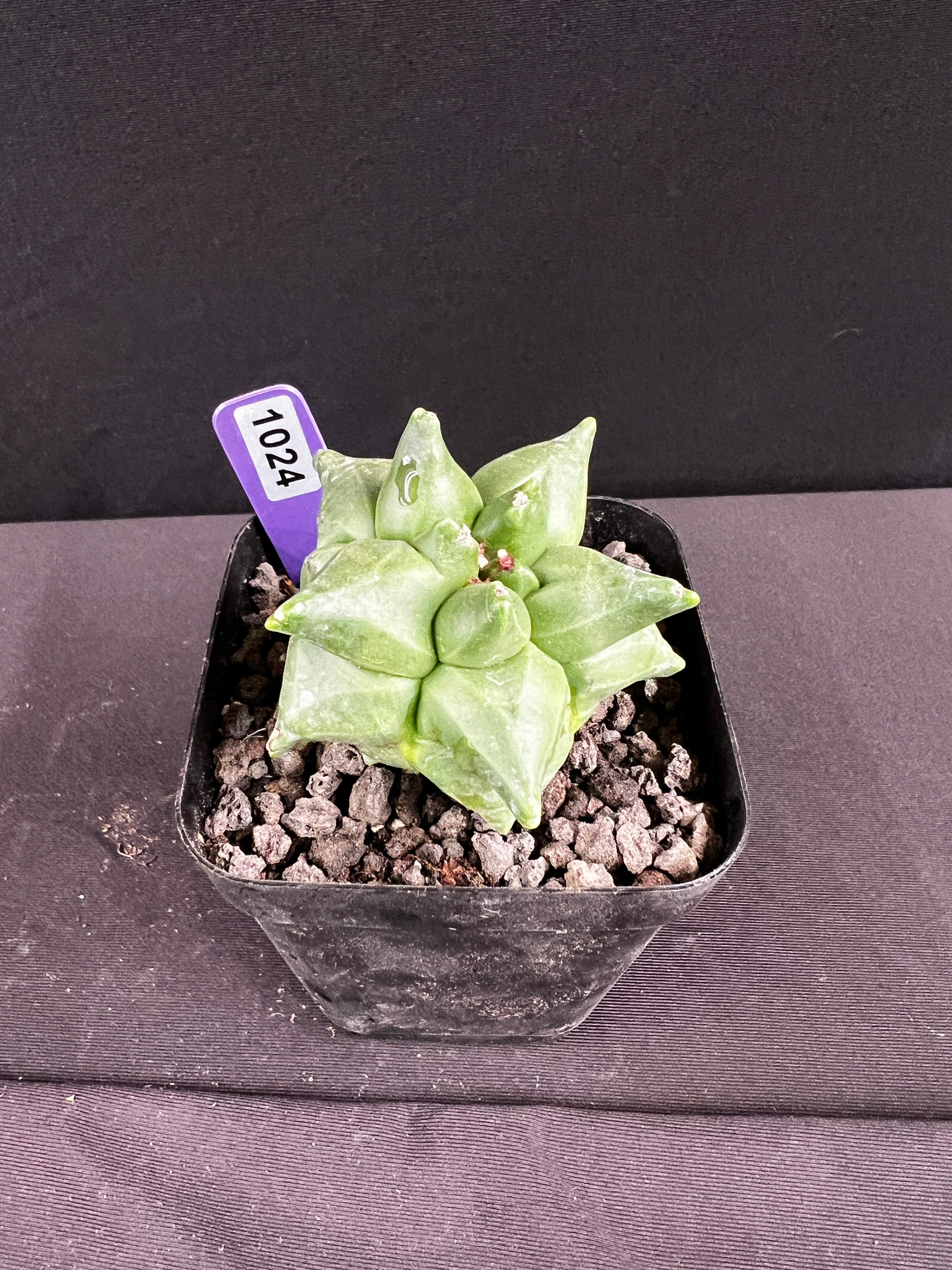 Astrophytum Myriostigma cv. Kikko Cactus