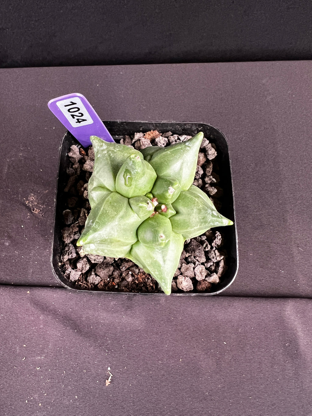 Astrophytum Myriostigma cv. Kikko Cactus