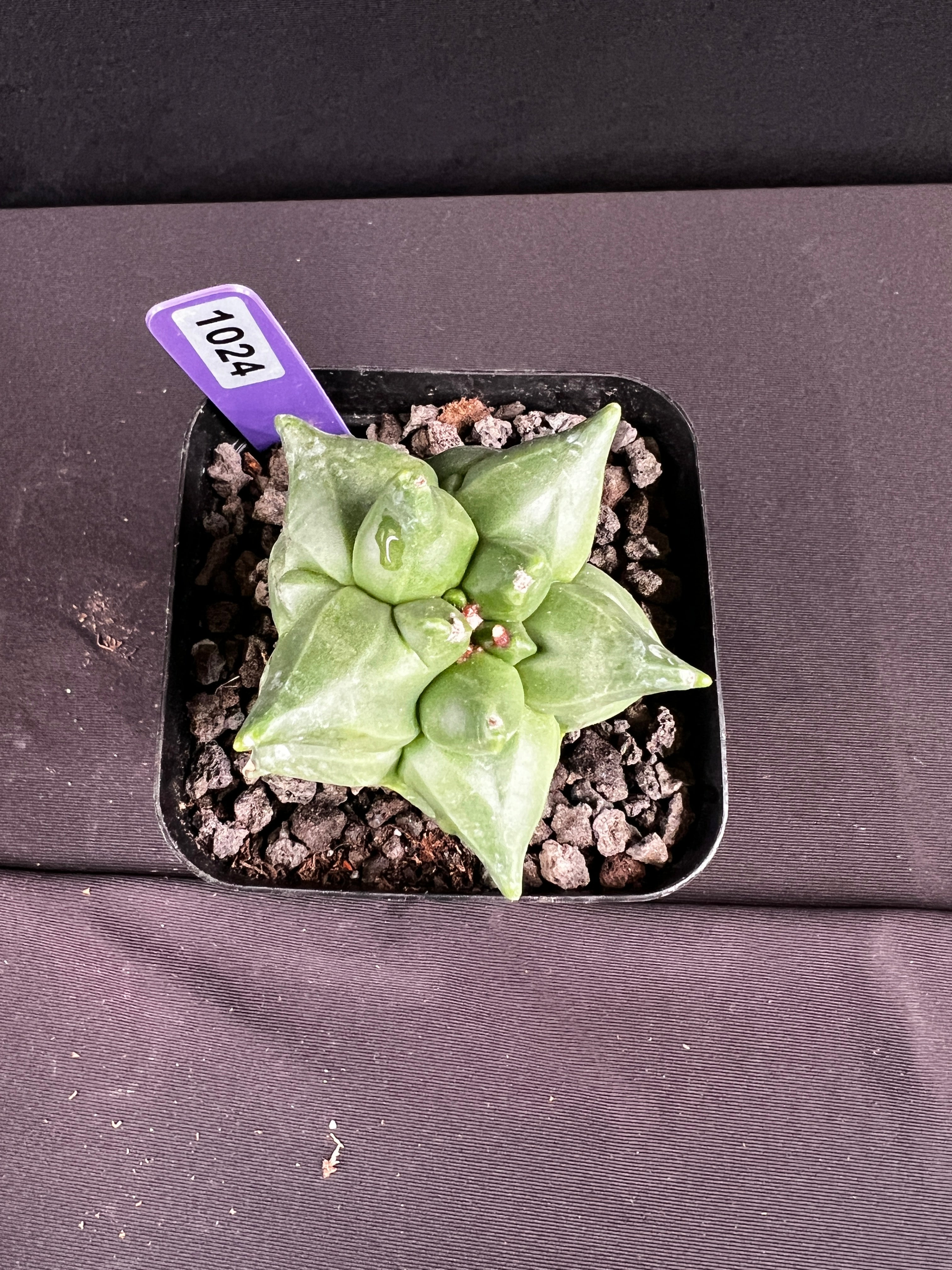 Astrophytum Myriostigma cv. Kikko Cactus