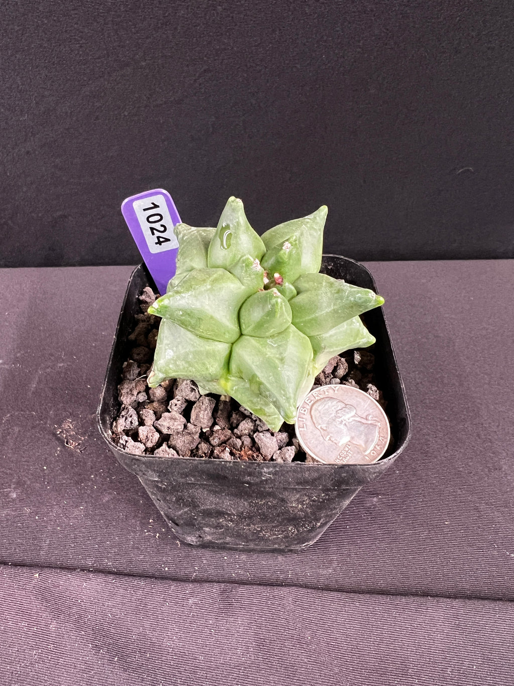 Astrophytum Myriostigma cv. Kikko Cactus