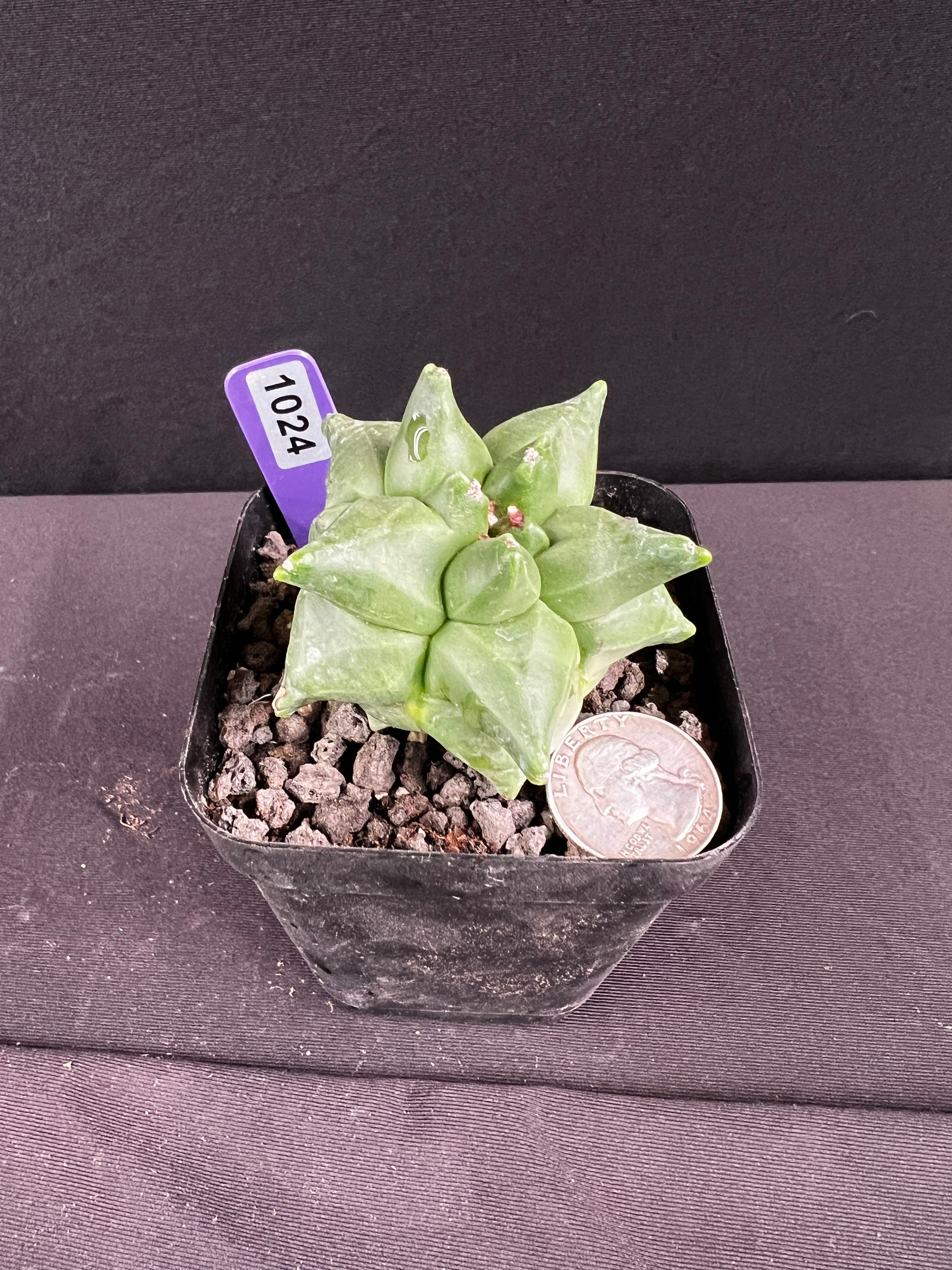 Astrophytum Myriostigma cv. Kikko Cactus