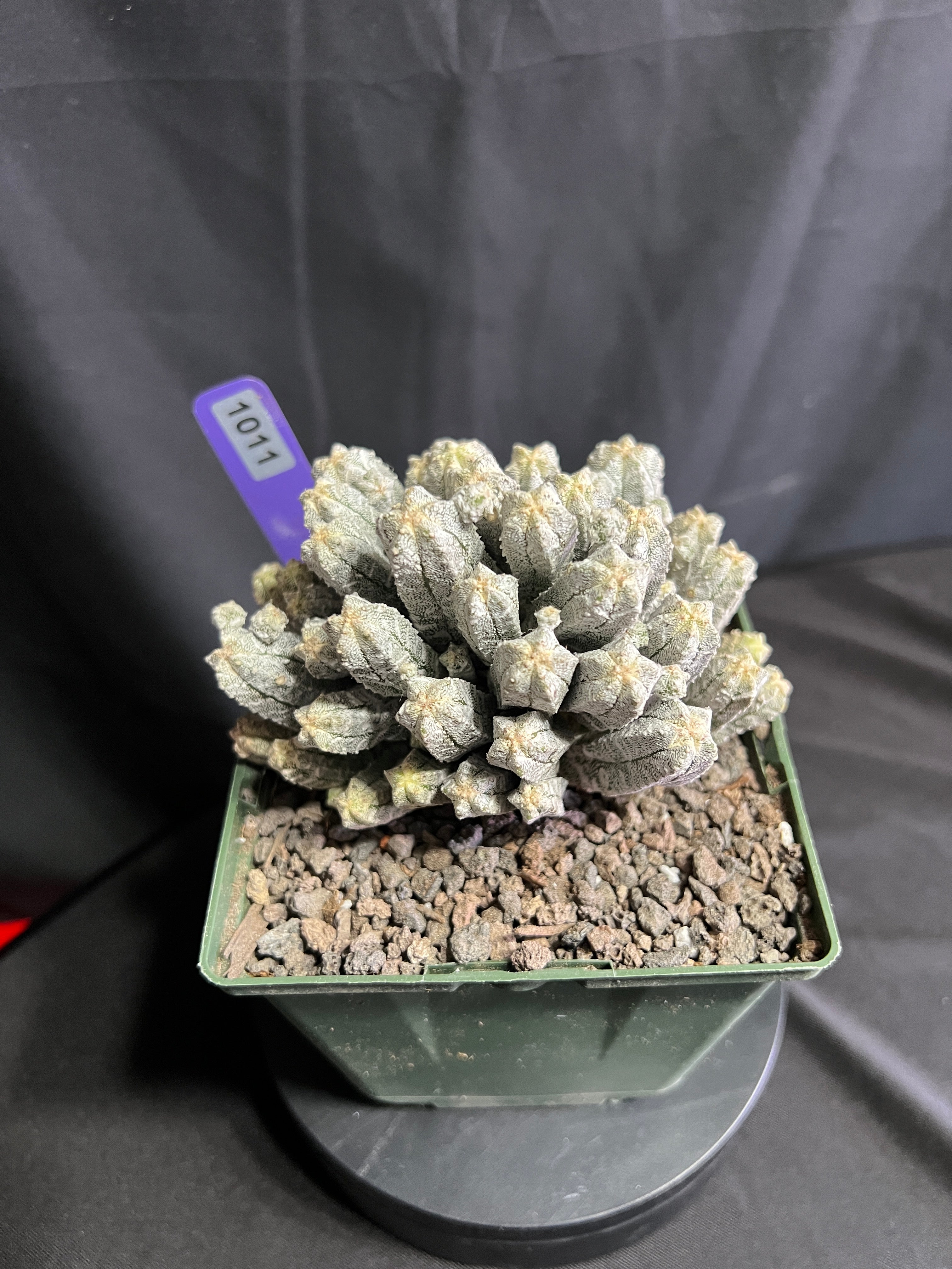 Astrophytum Myriostigma cv. Huboki