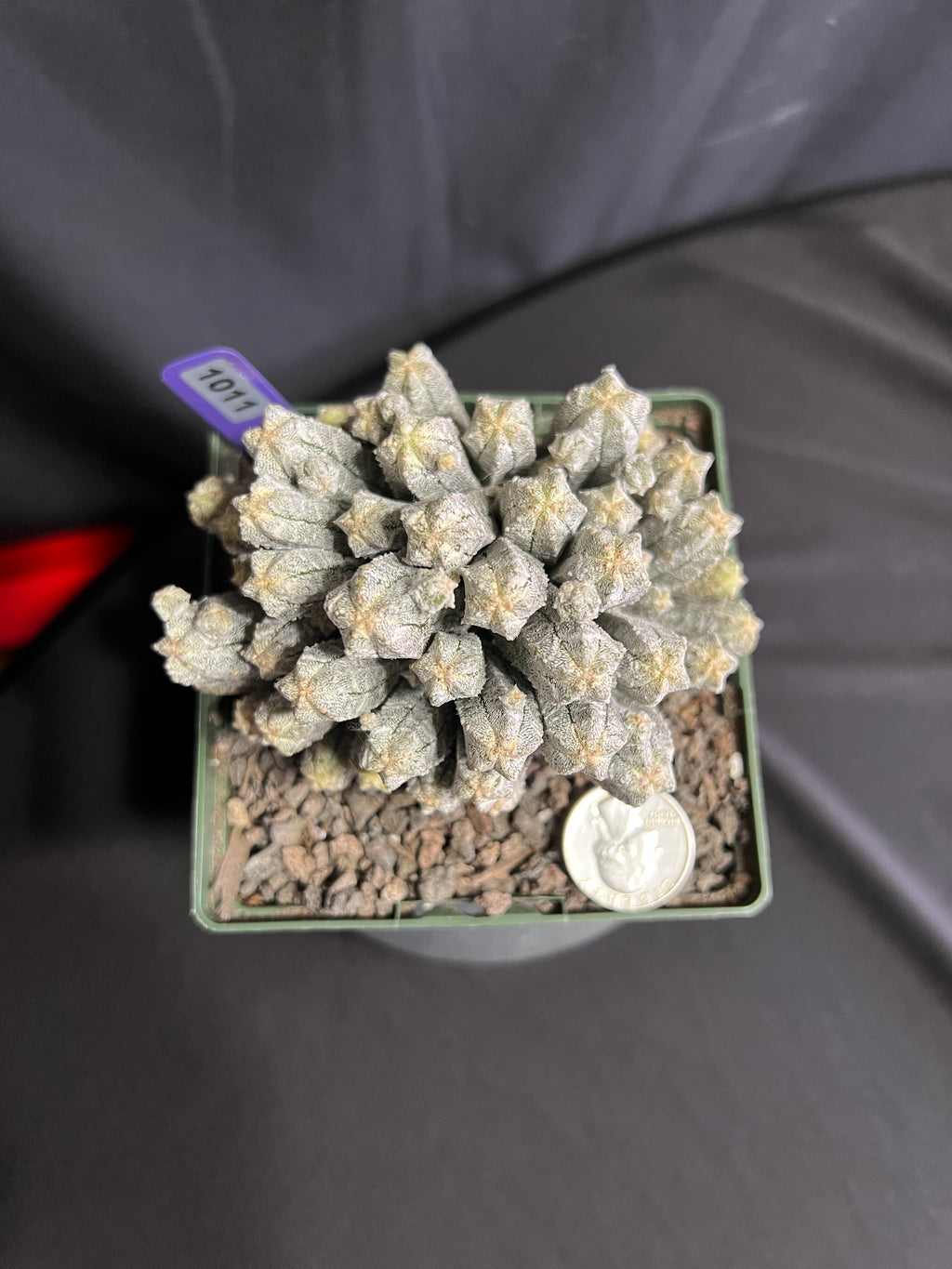 Astrophytum Myriostigma cv. Huboki