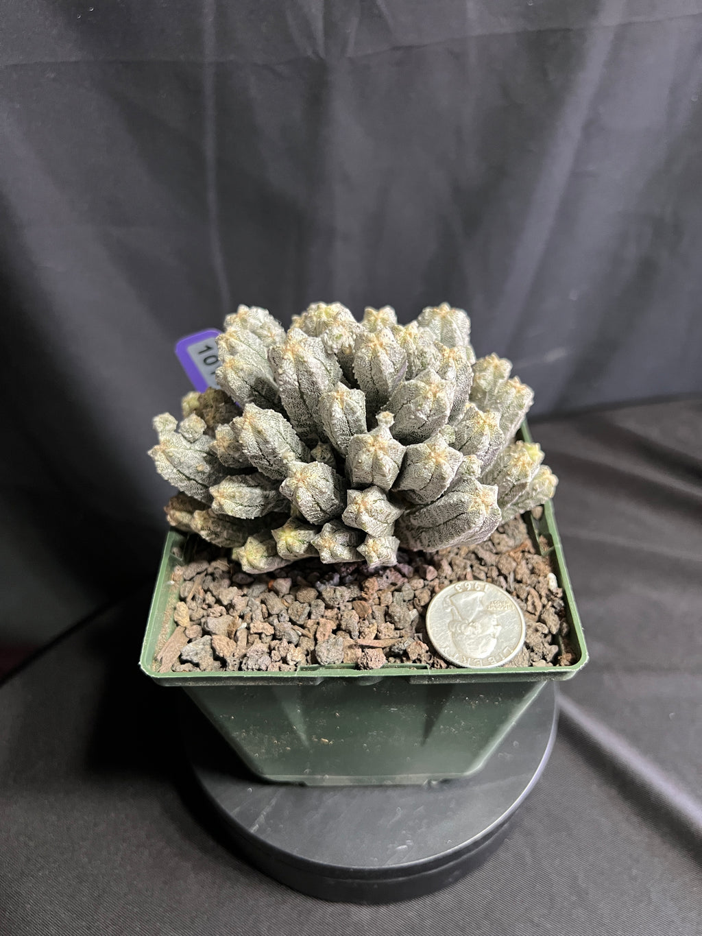 Astrophytum Myriostigma cv. Huboki