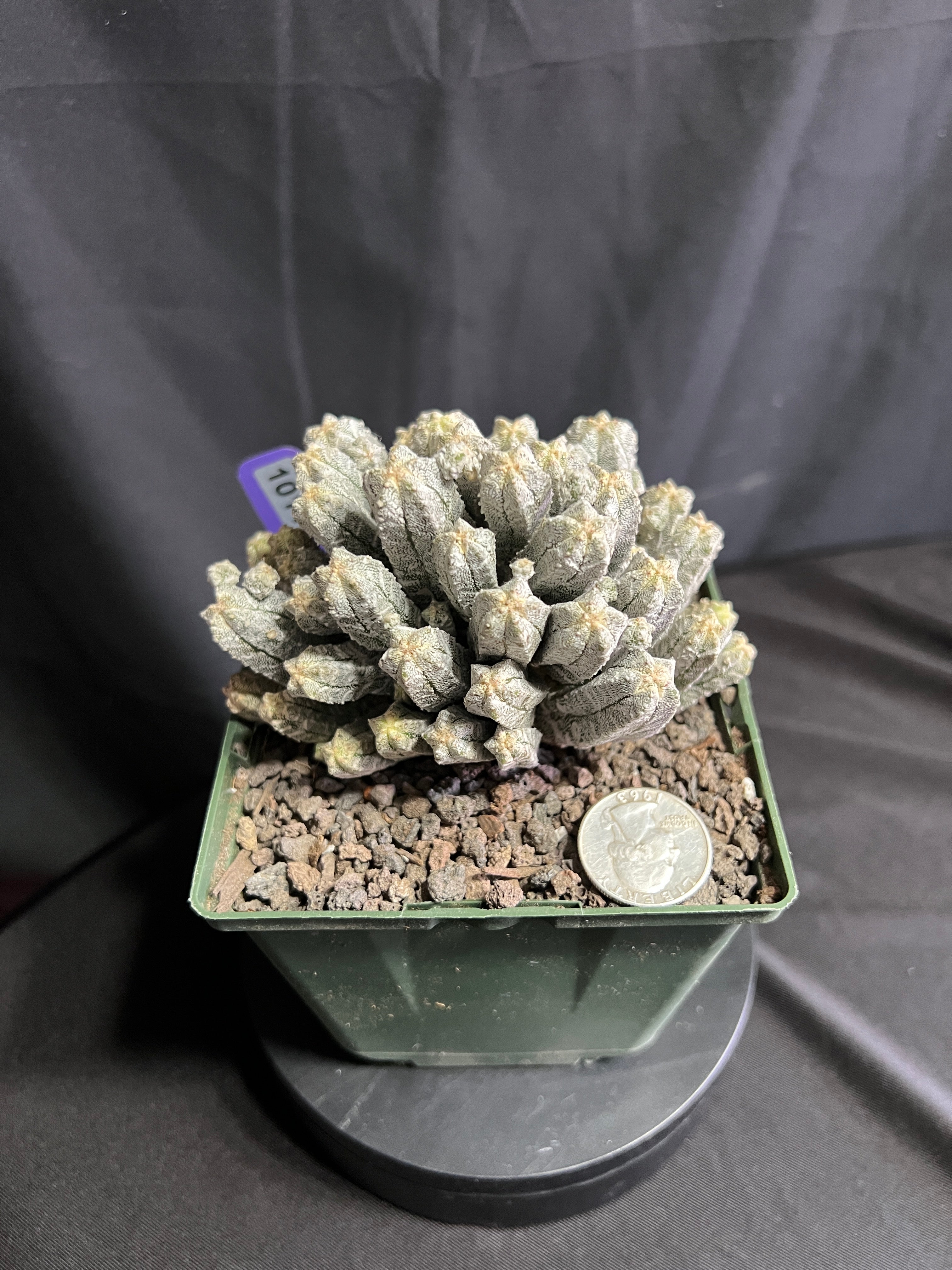 Astrophytum Myriostigma cv. Huboki