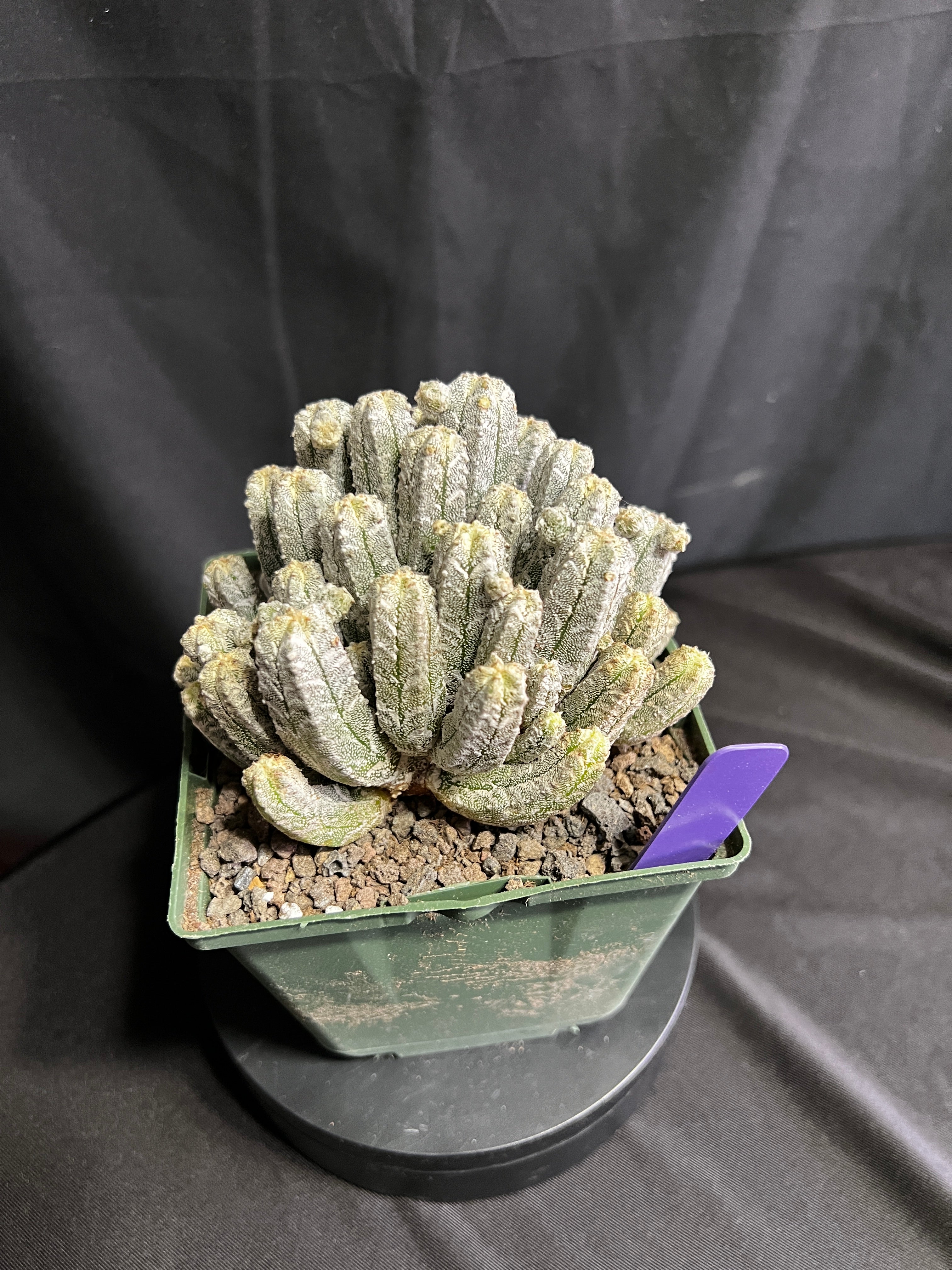 Astrophytum Myriostigma cv. Huboki