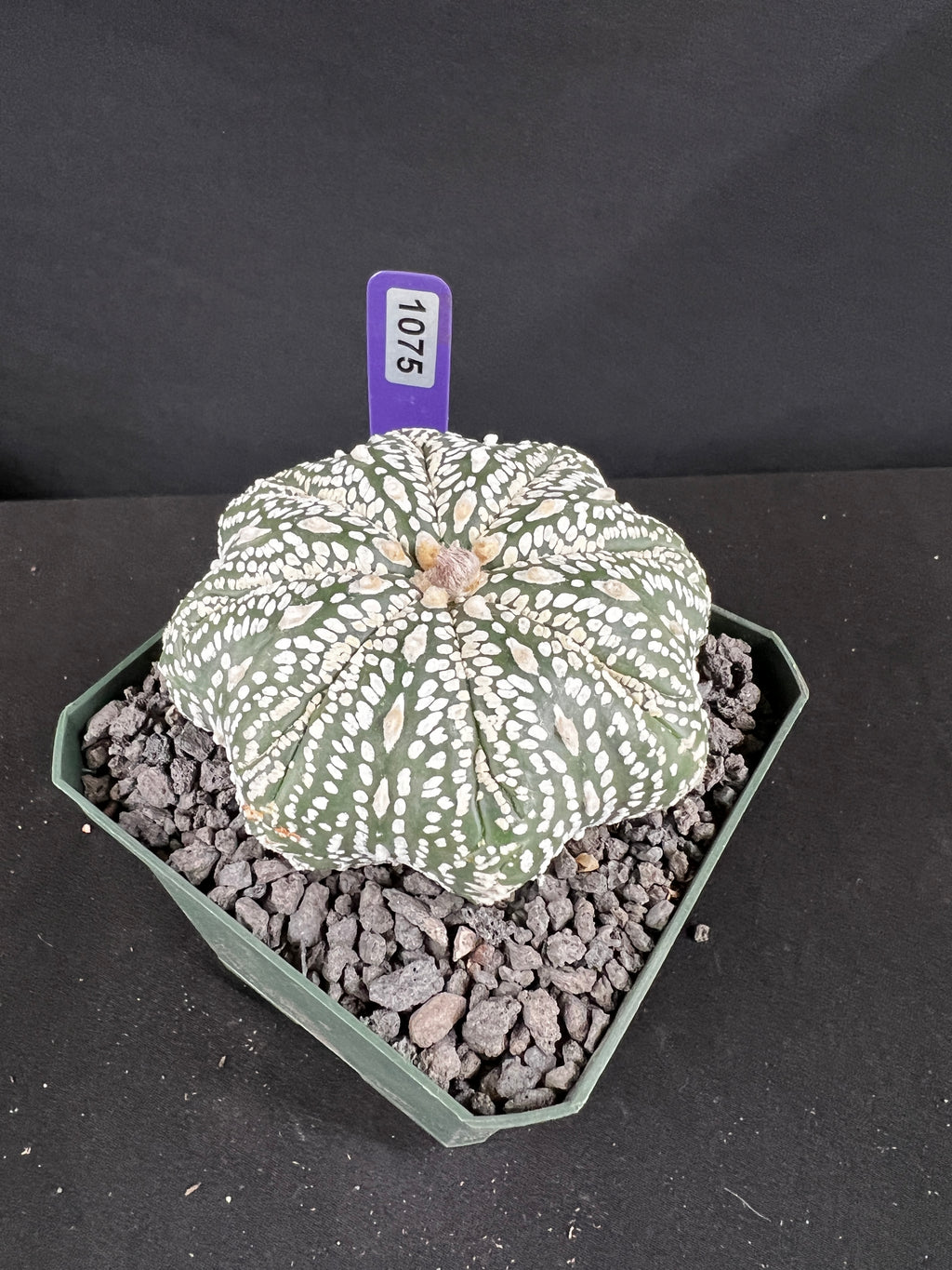Astrophytum Asterias cv. Superkabuto Cactus