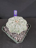 Astrophytum Asterias cv. Superkabuto Cactus