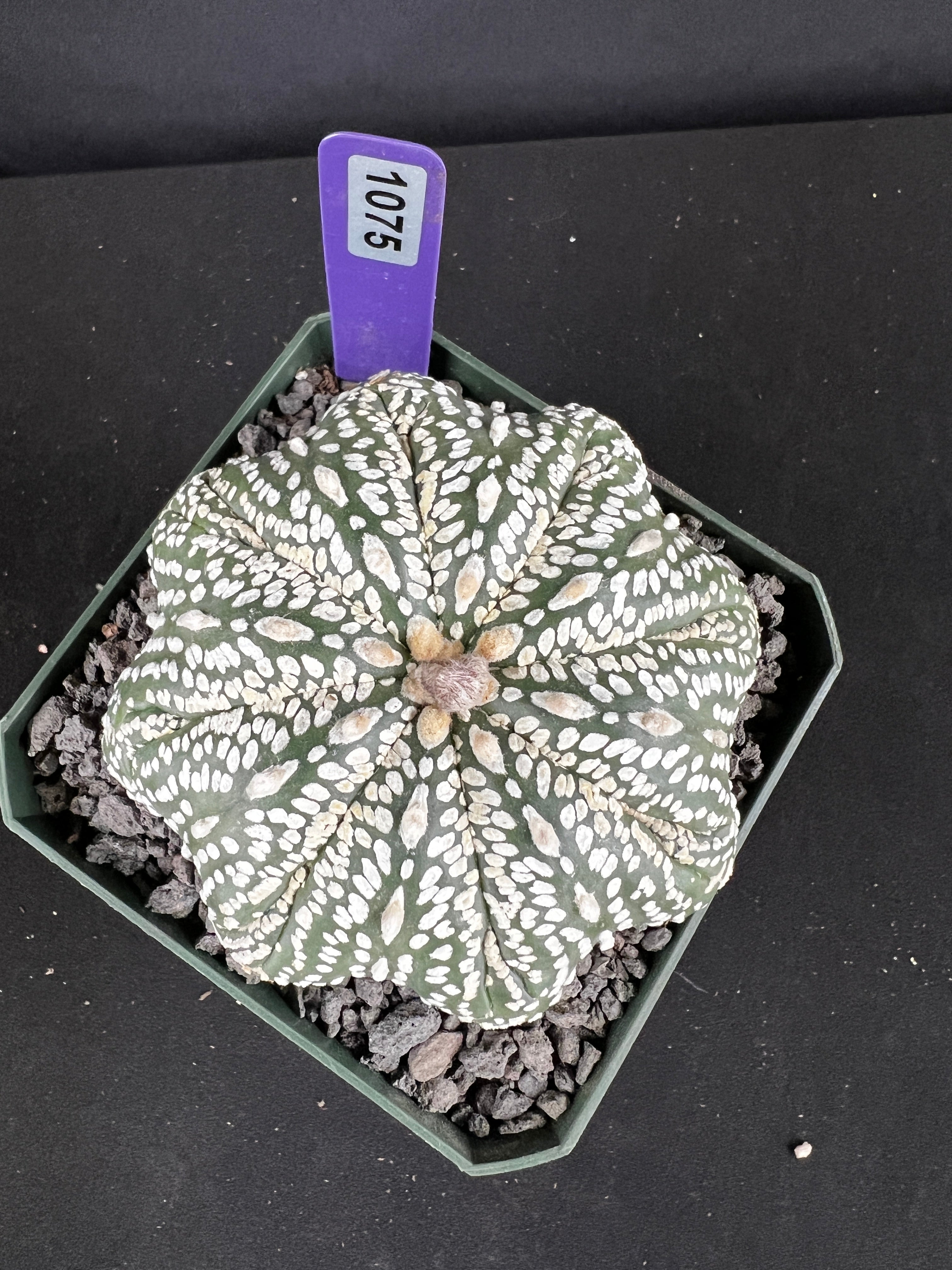 Astrophytum Asterias cv. Superkabuto