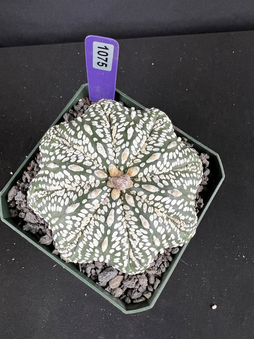 Astrophytum Asterias cv. Superkabuto Cactus - 1075