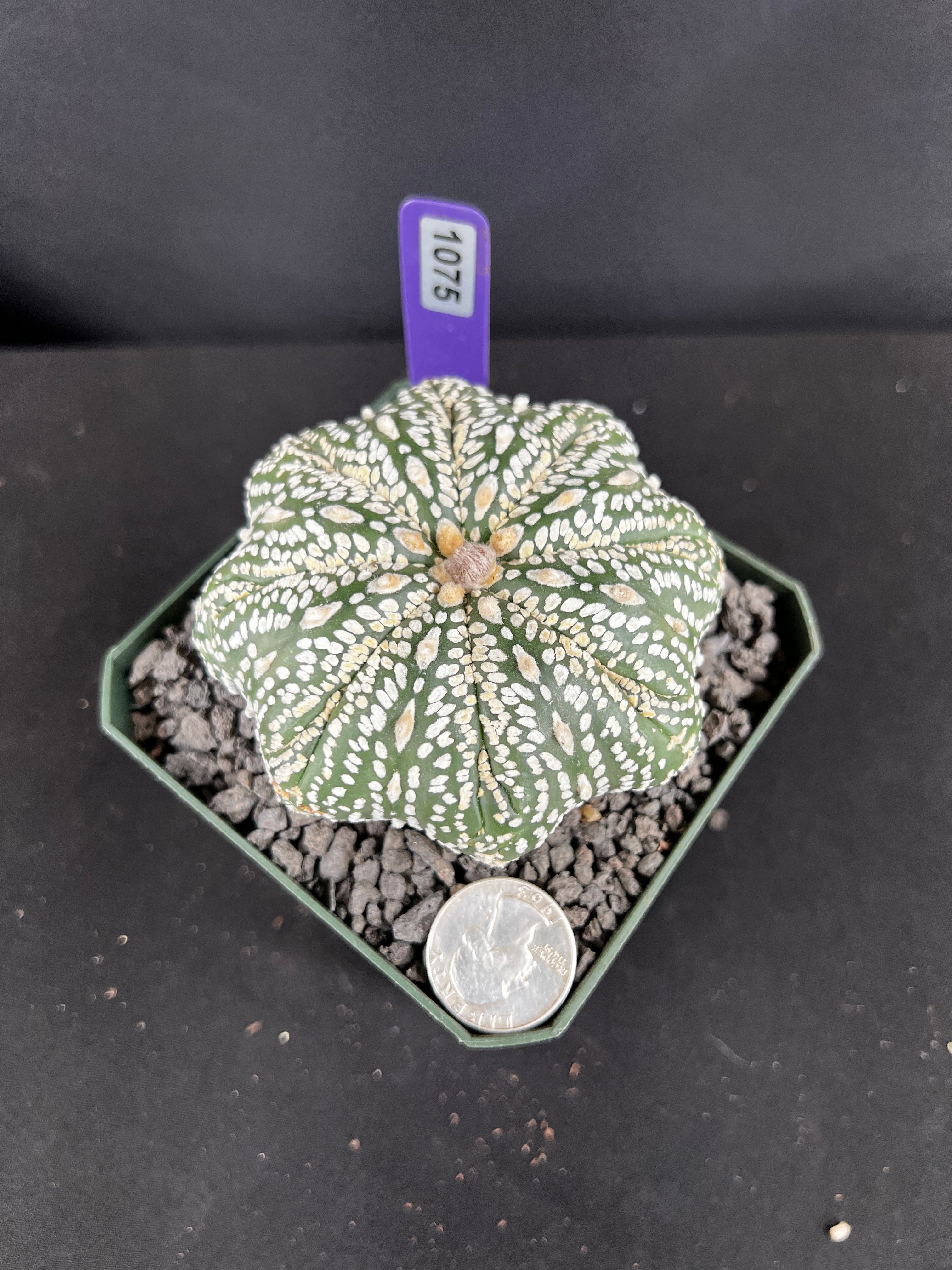 Astrophytum Asterias cv. Superkabuto