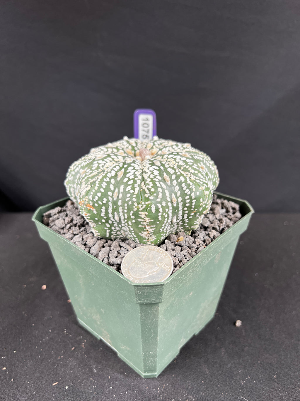 Astrophytum Asterias cv. Superkabuto Cactus