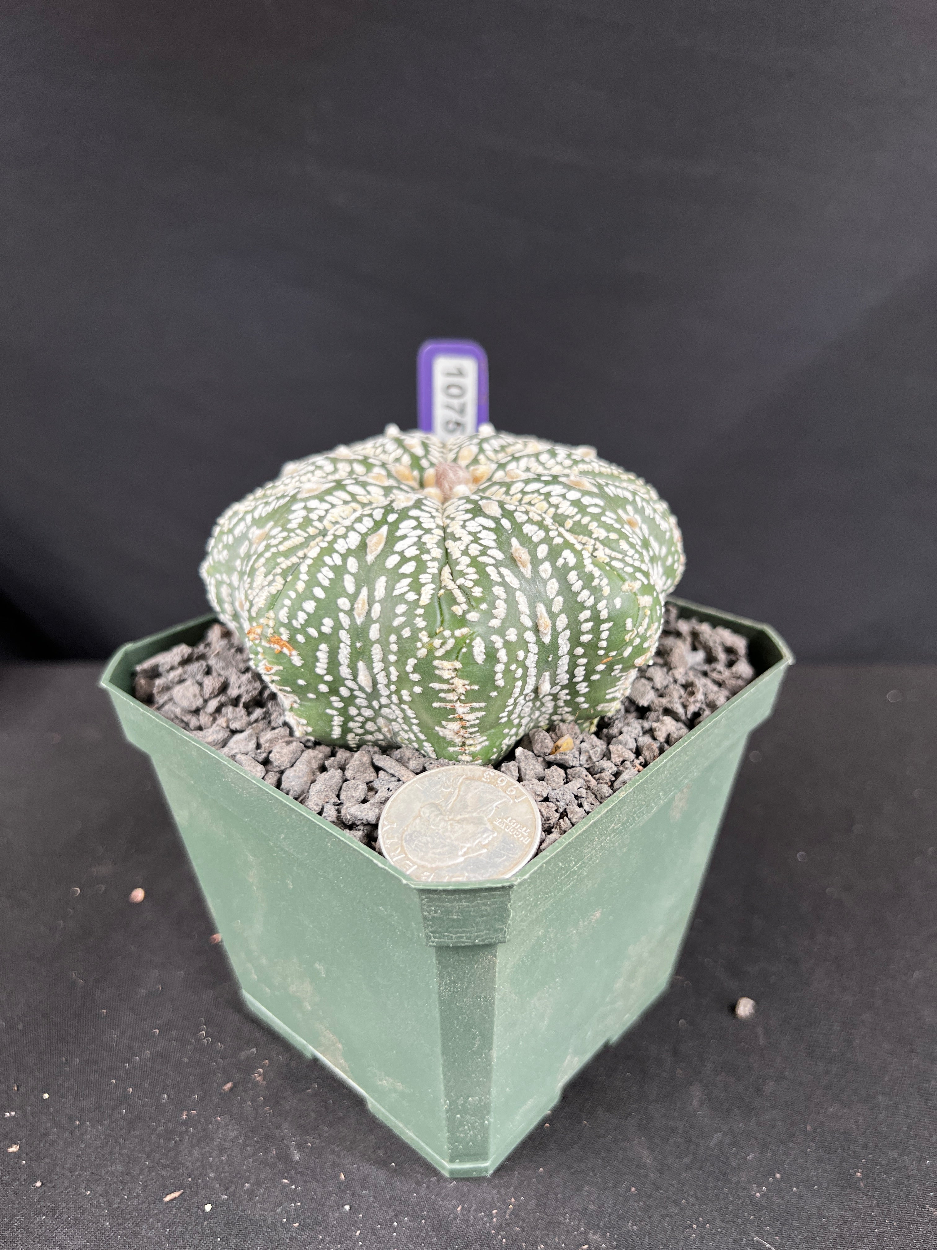 Astrophytum Asterias cv. Superkabuto