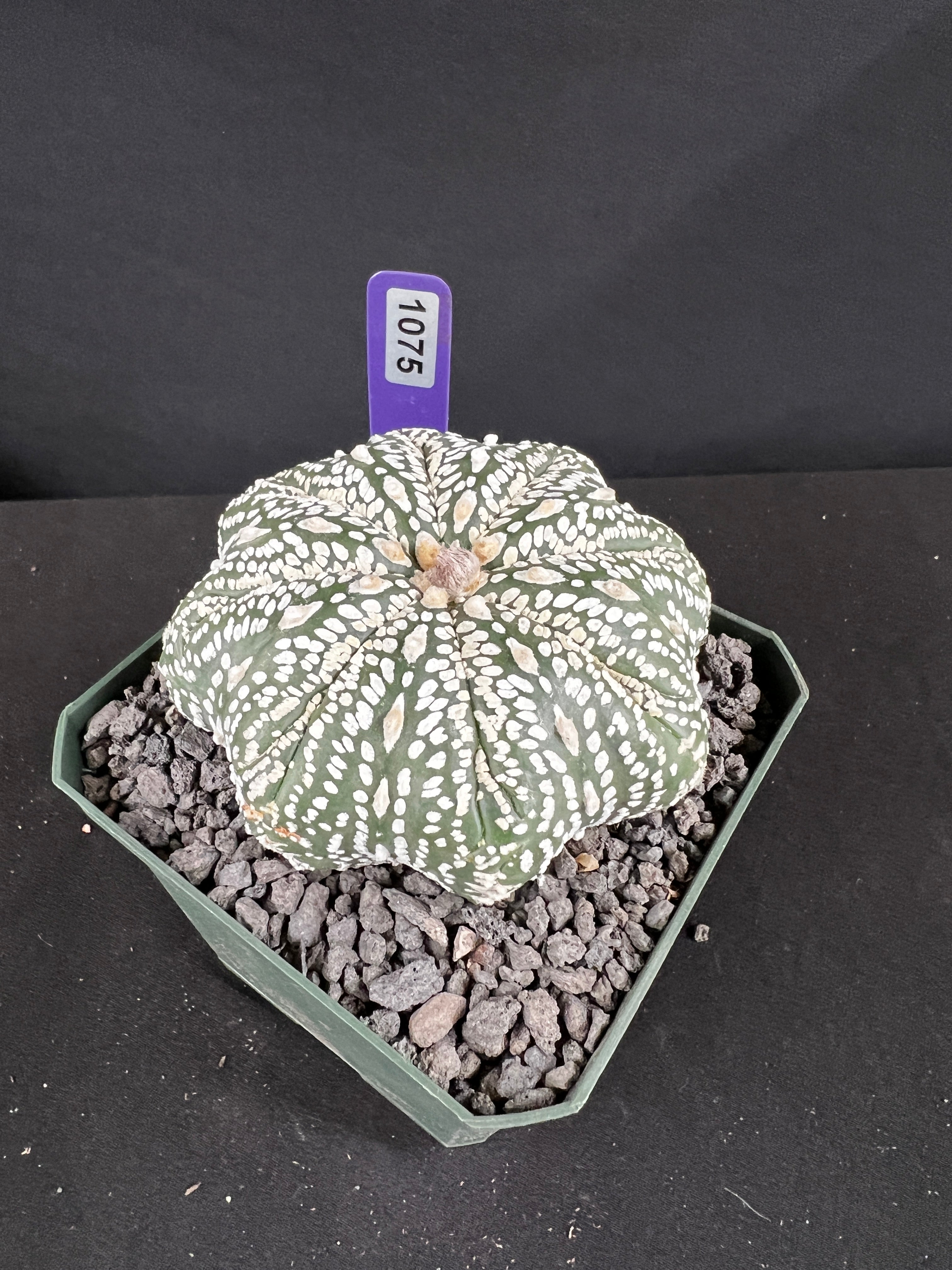 Astrophytum Asterias cv. Superkabuto