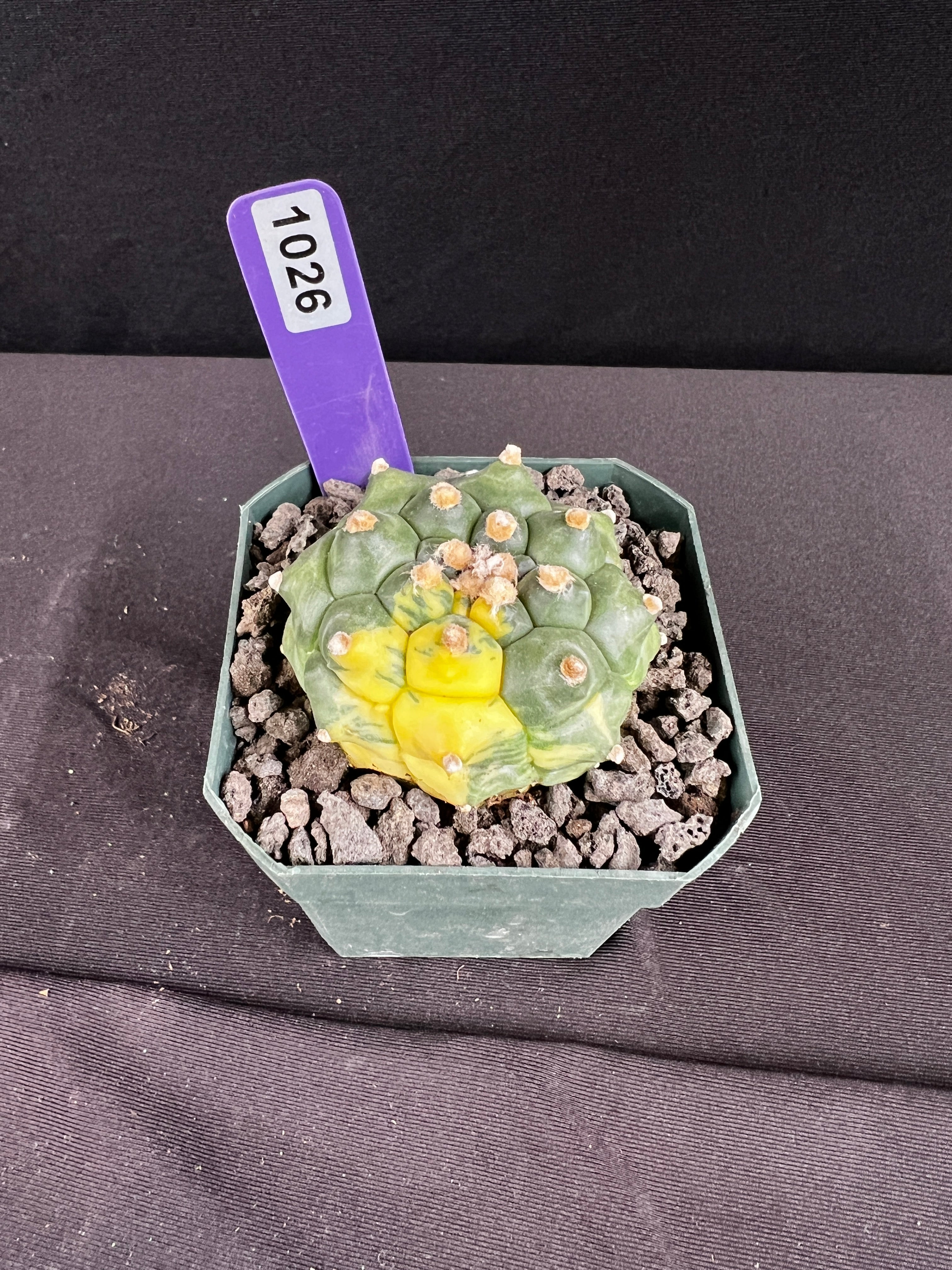 Astrophytum Asterias cv. Kikko Variegated