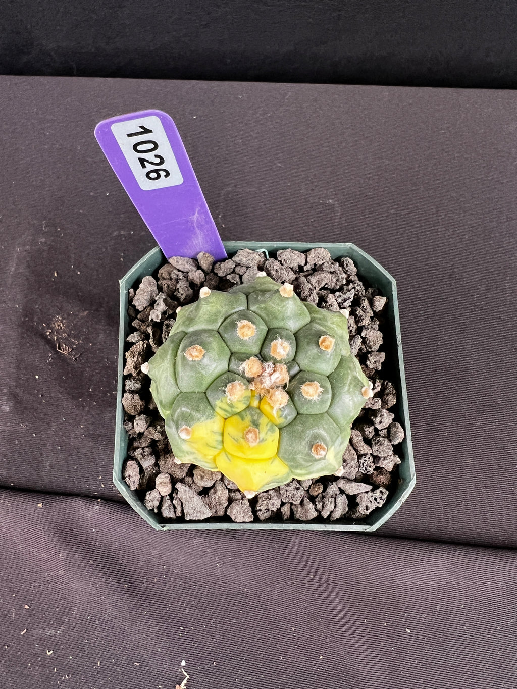 Astrophytum Asterias cv. Kikko Variegated