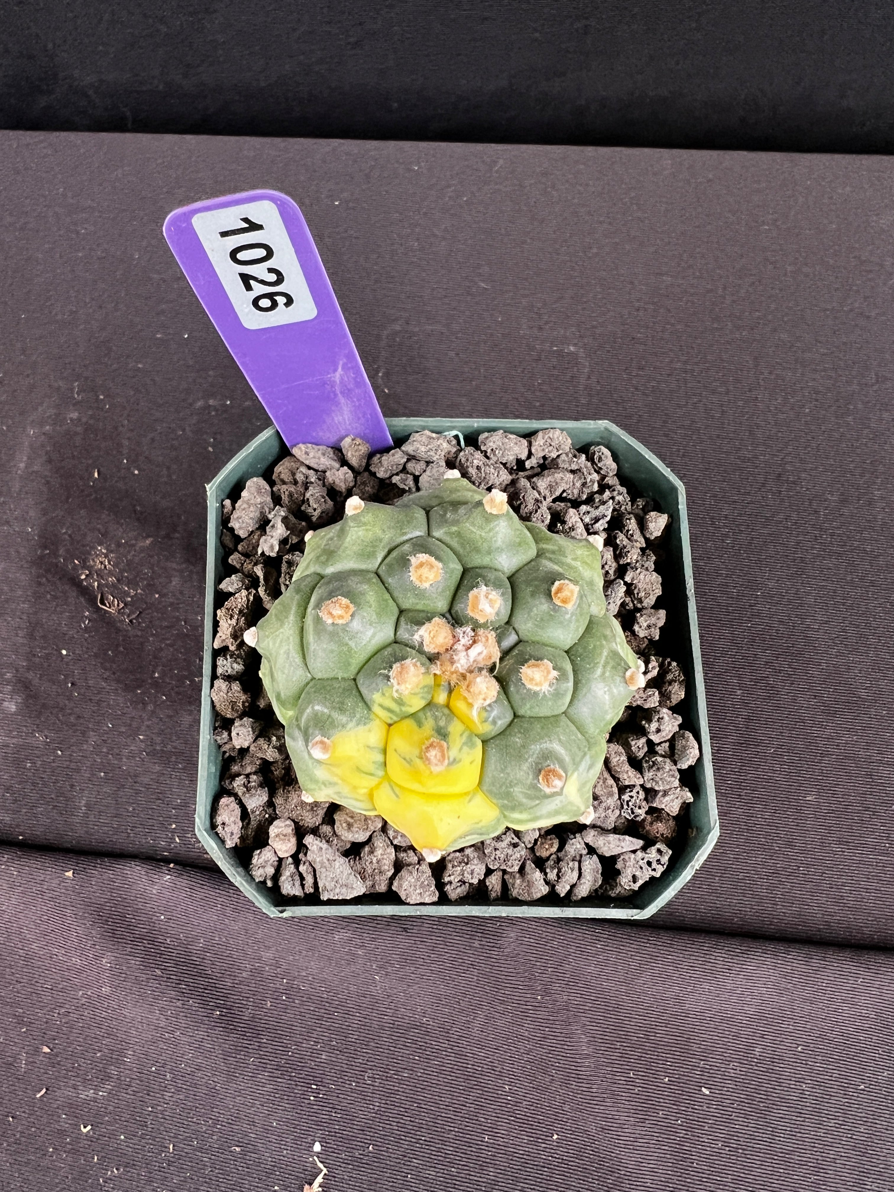 Astrophytum Asterias cv. Kikko Variegated