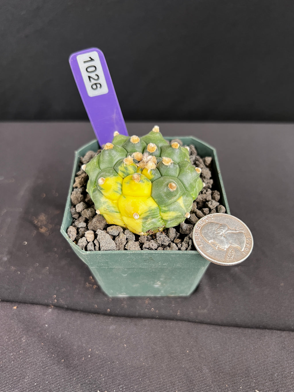 Astrophytum Asterias cv. Kikko Variegated