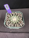 Ariocarpus Kotschoubeyanus var. Elephantidens "Ooibo"