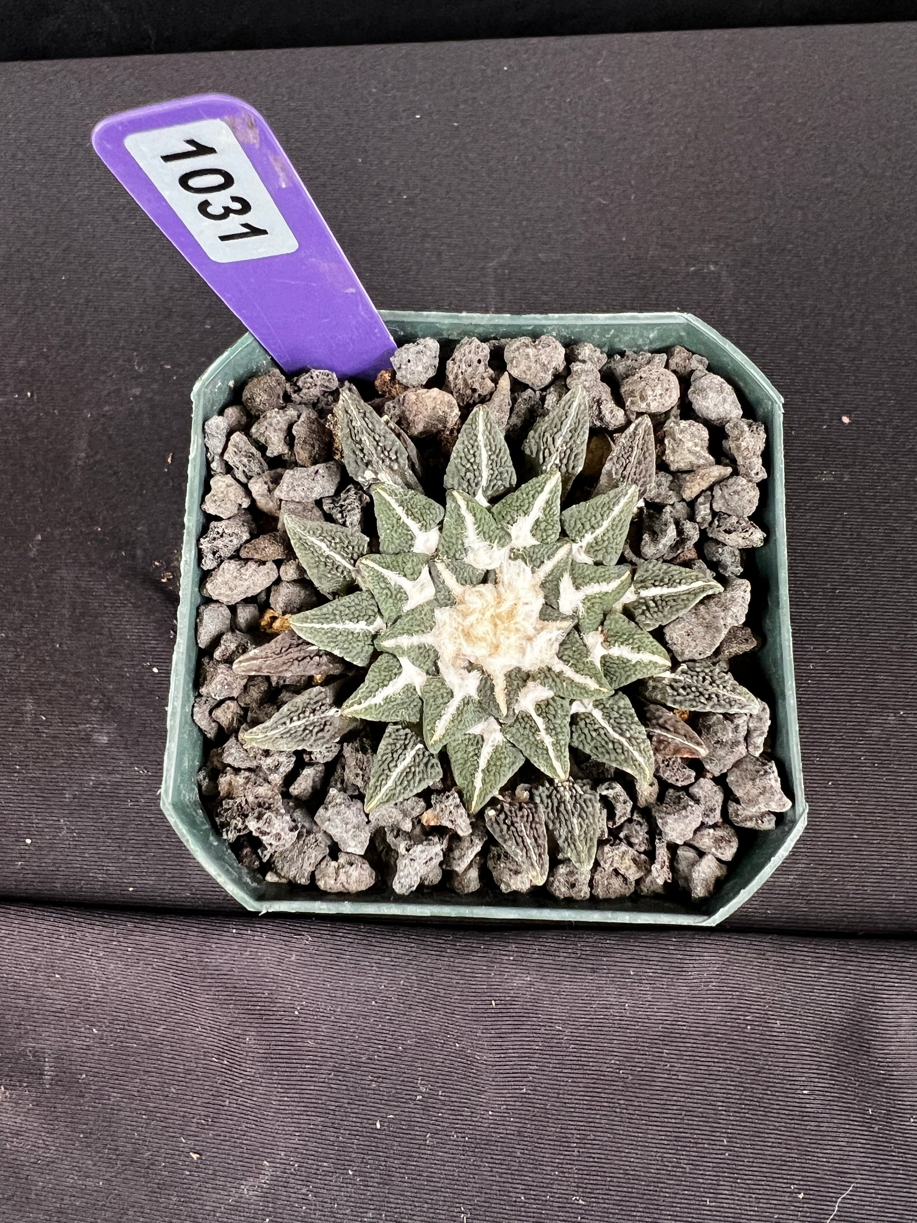 Ariocarpus Kotschoubeyanus var. Elephantidens "Ooibo"