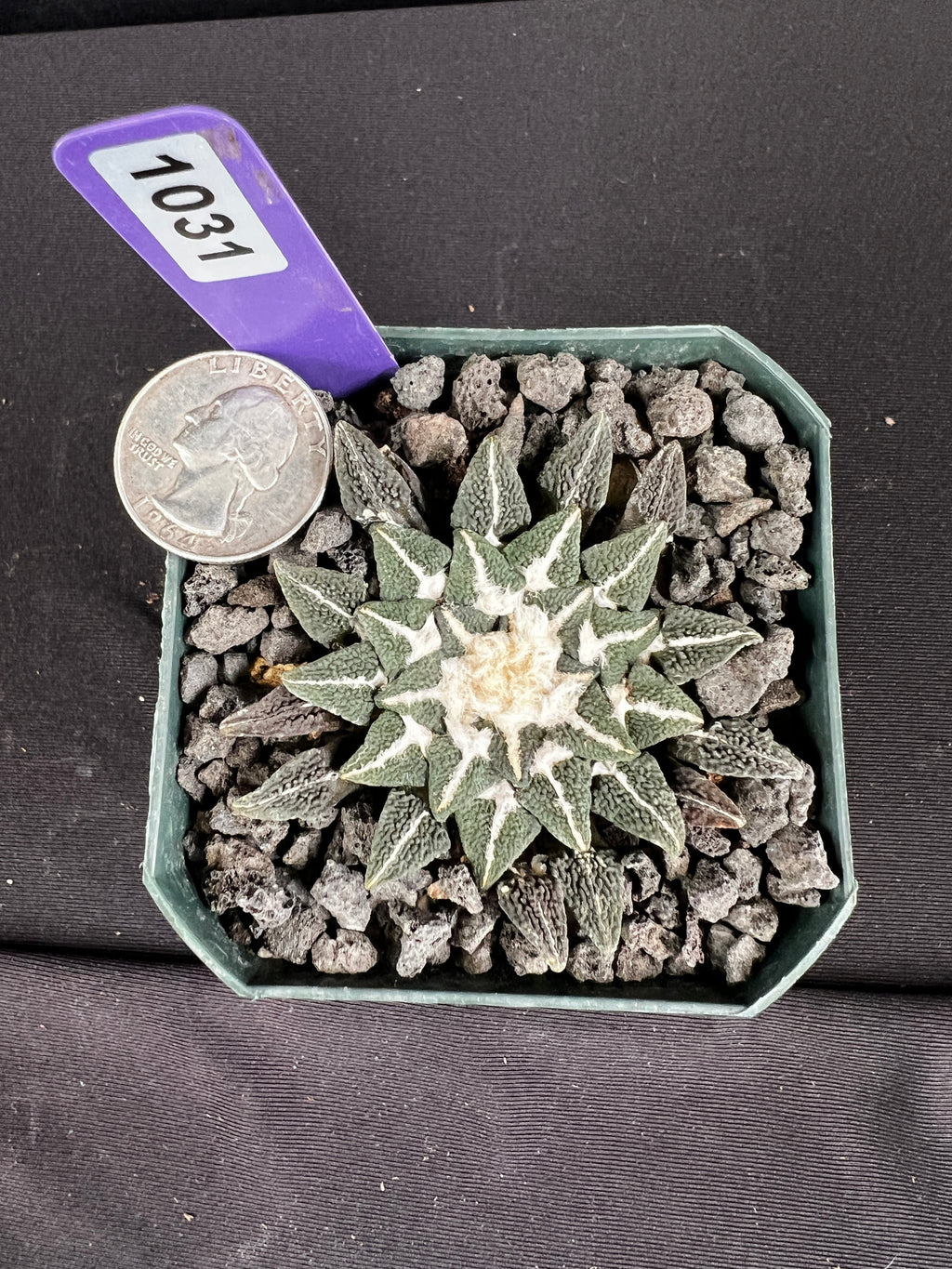 Ariocarpus Kotschoubeyanus var. Elephantidens "Ooibo"