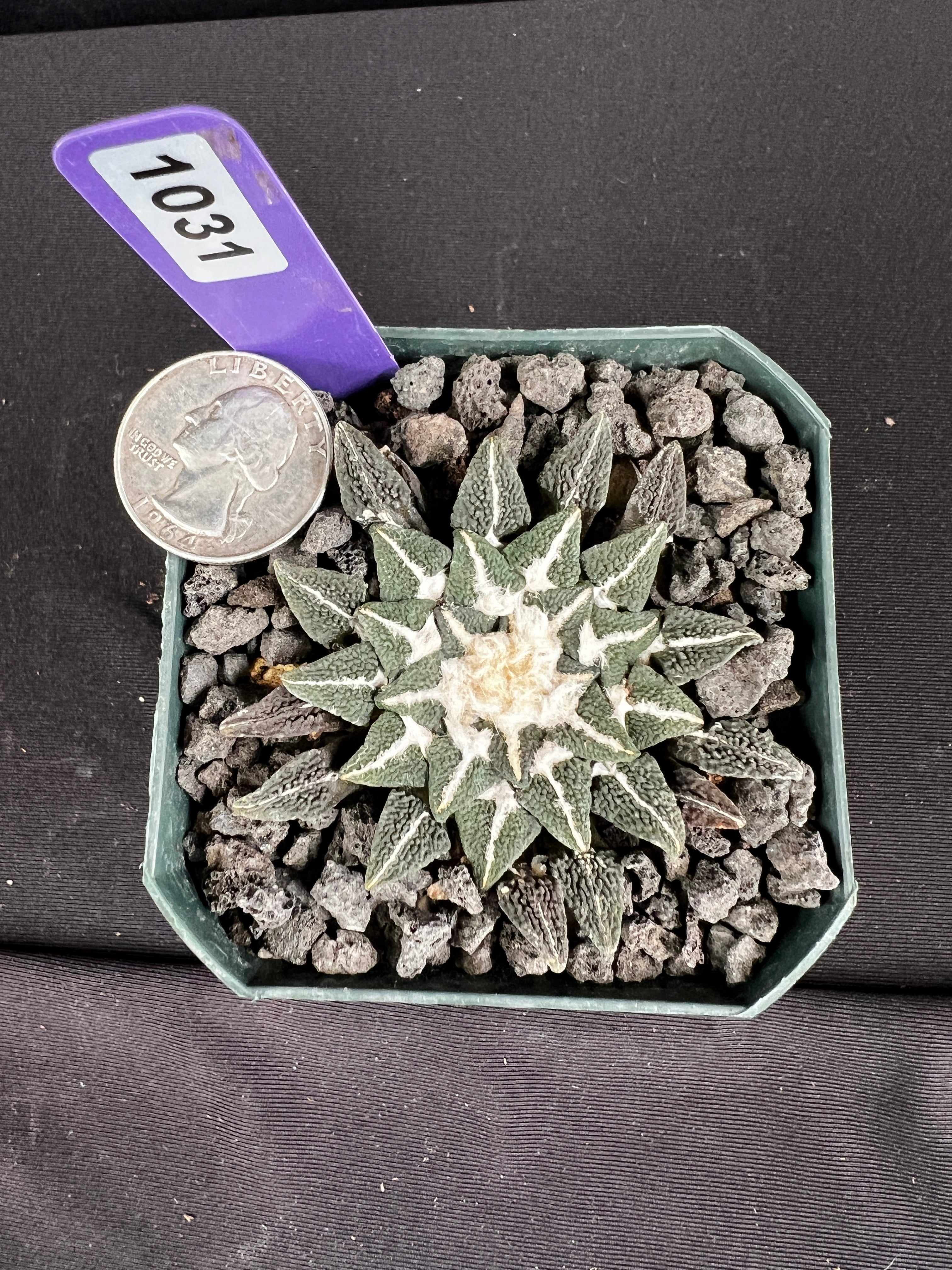 Ariocarpus Kotschoubeyanus var. Elephantidens "Ooibo"