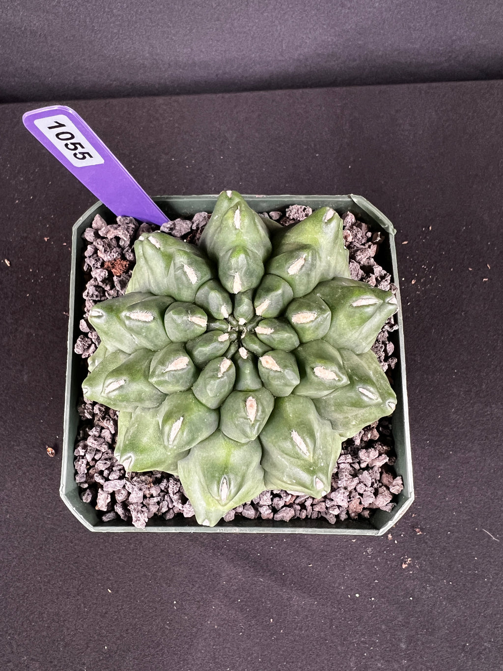 Gymnocalycium Monstrose Cactus