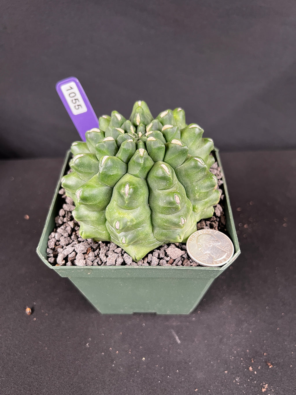 Gymnocalycium Monstrose Cactus