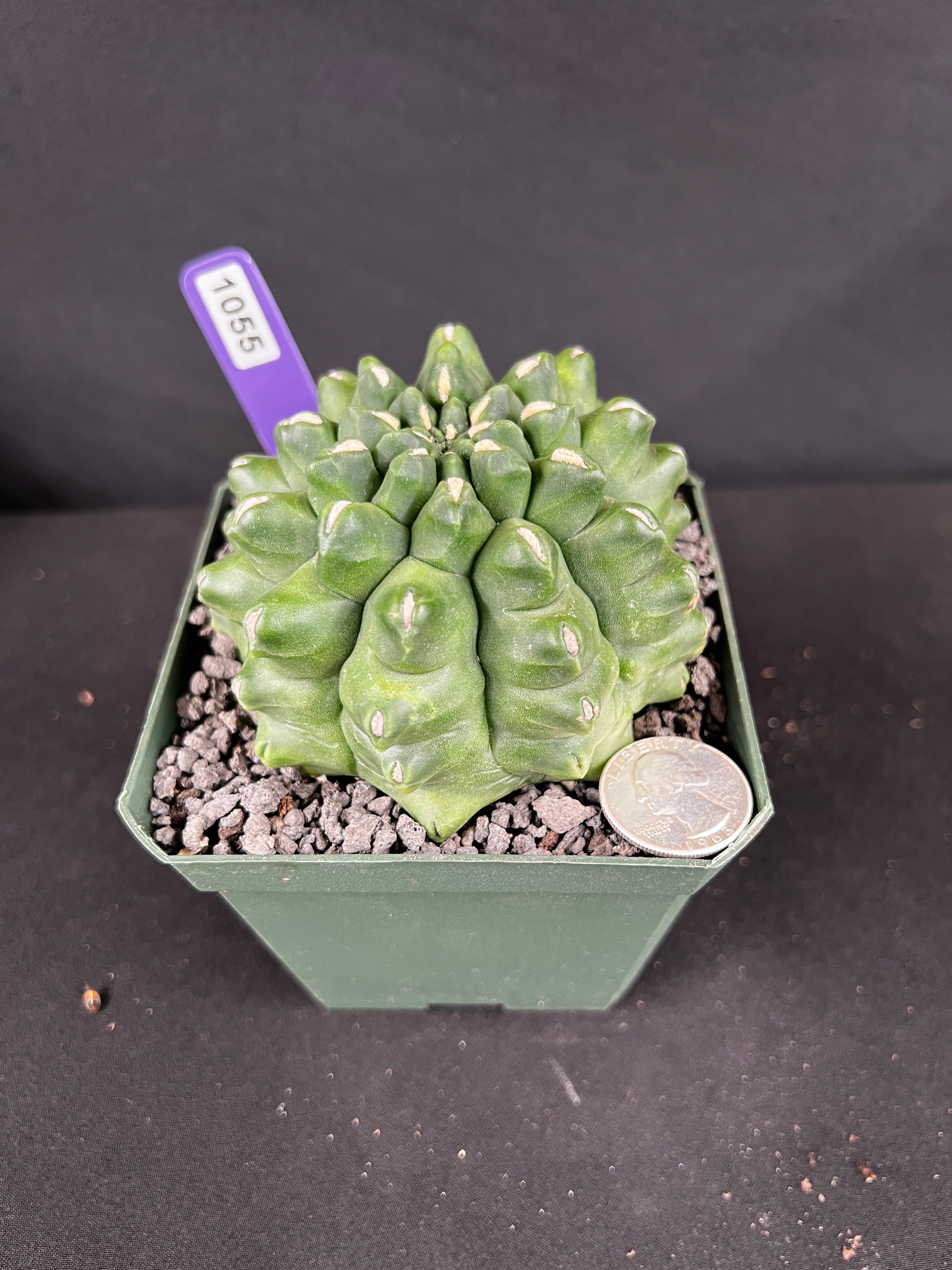 Gymnocalycium Monstrose Cactus