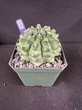 Gymnocalycium Monstrose Cactus