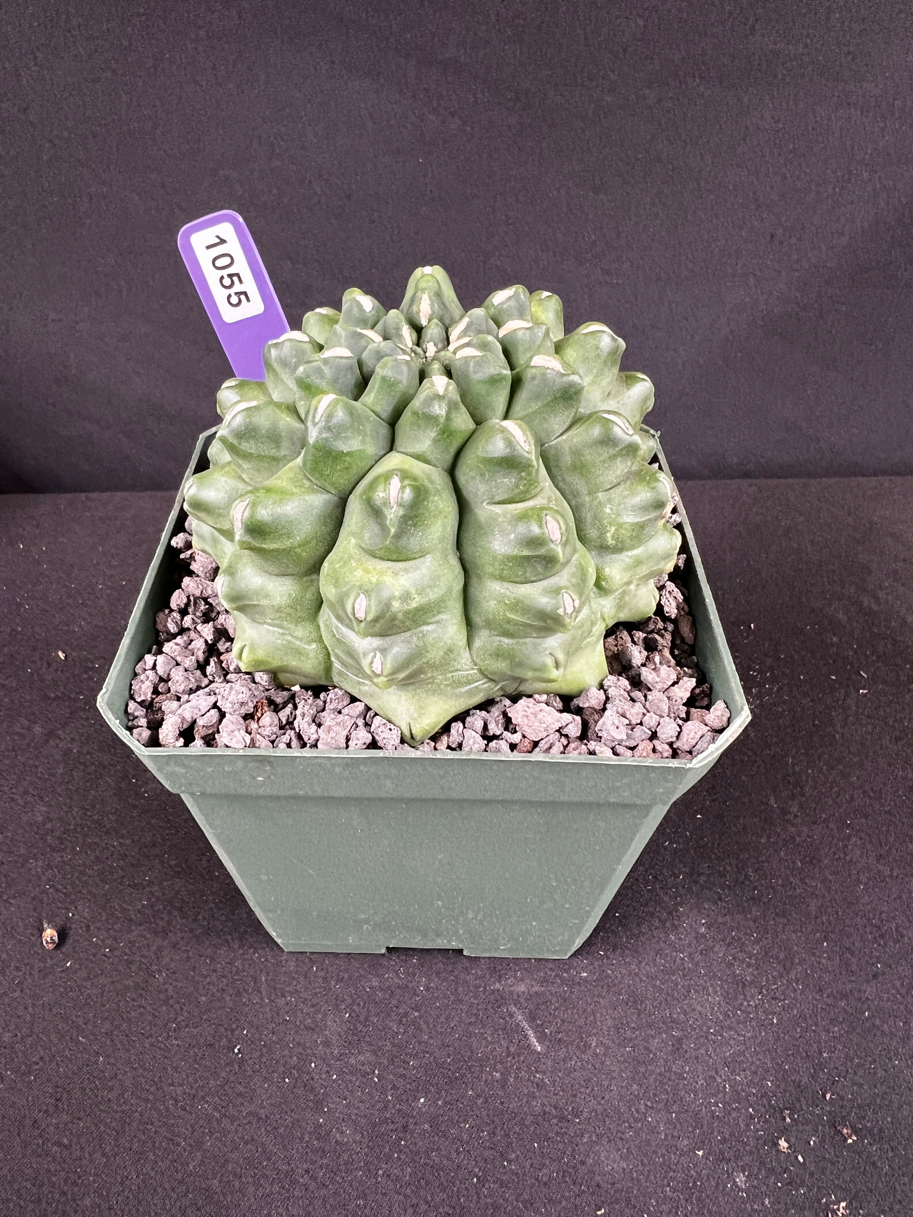 Gymnocalycium Monstrose Cactus