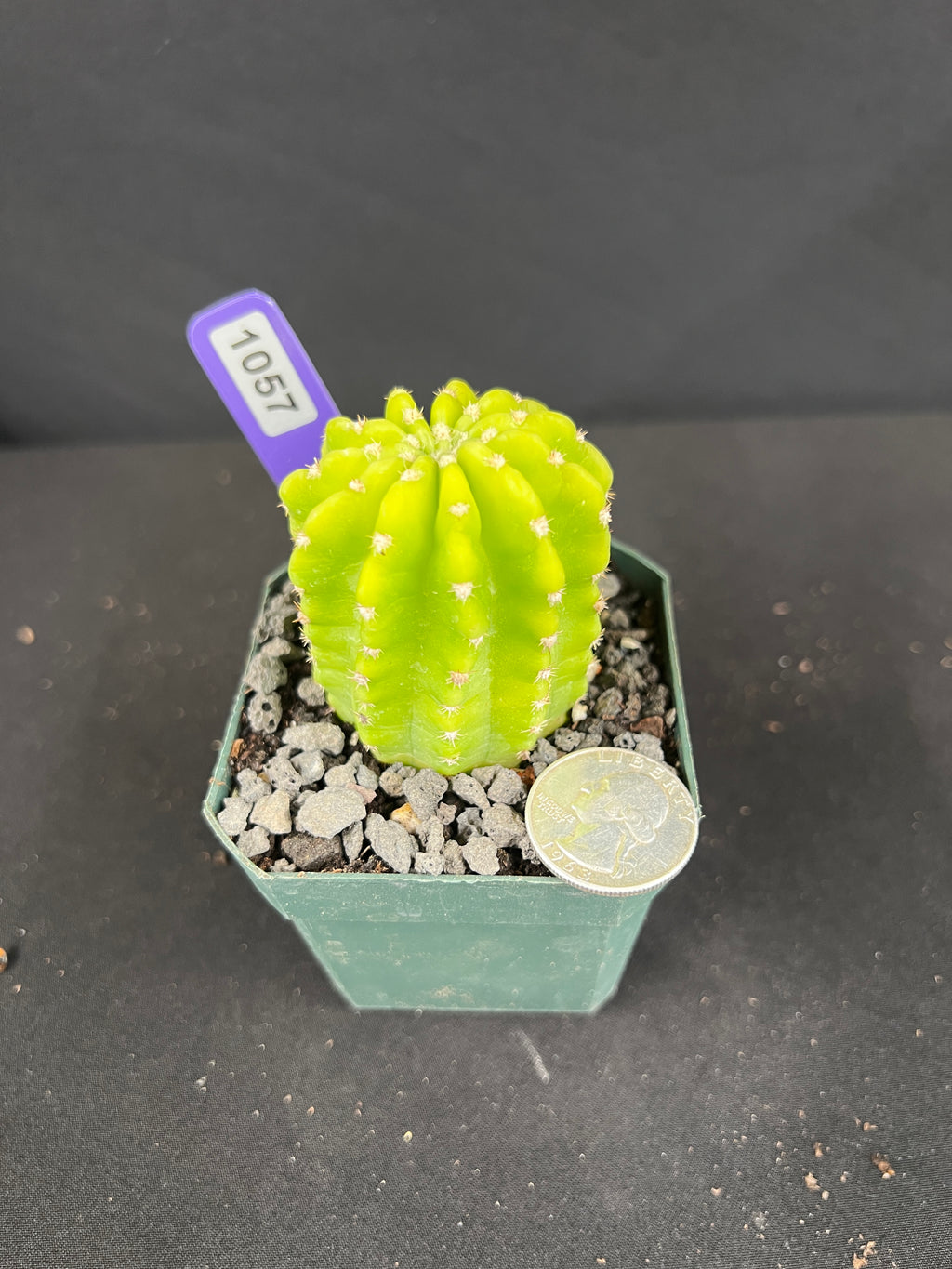 Echinopsis Variegated 'Lemon' Cactus