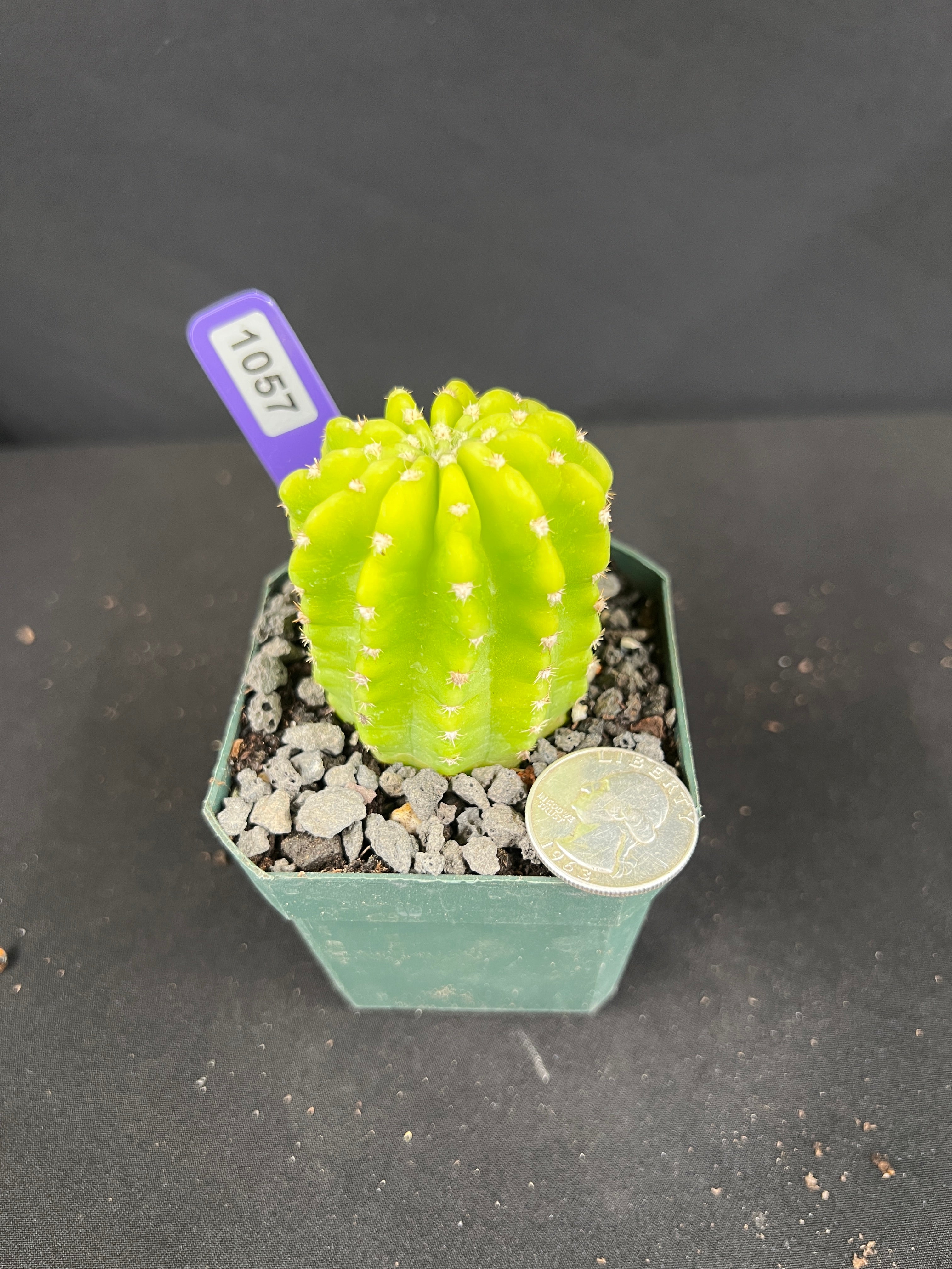Echinopsis Variegated 'Lemon' Cactus