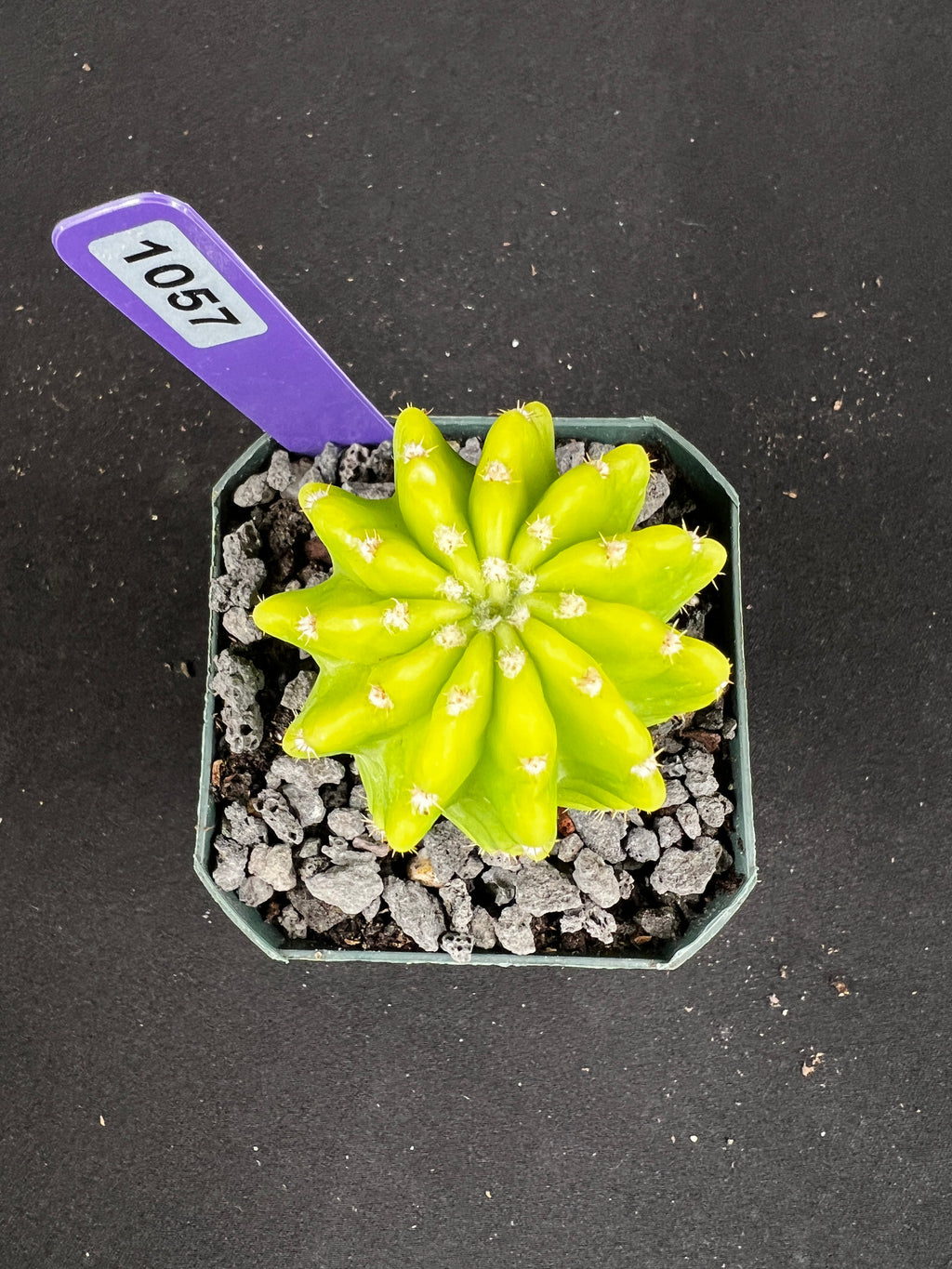 Echinopsis Variegated 'Lemon' Cactus