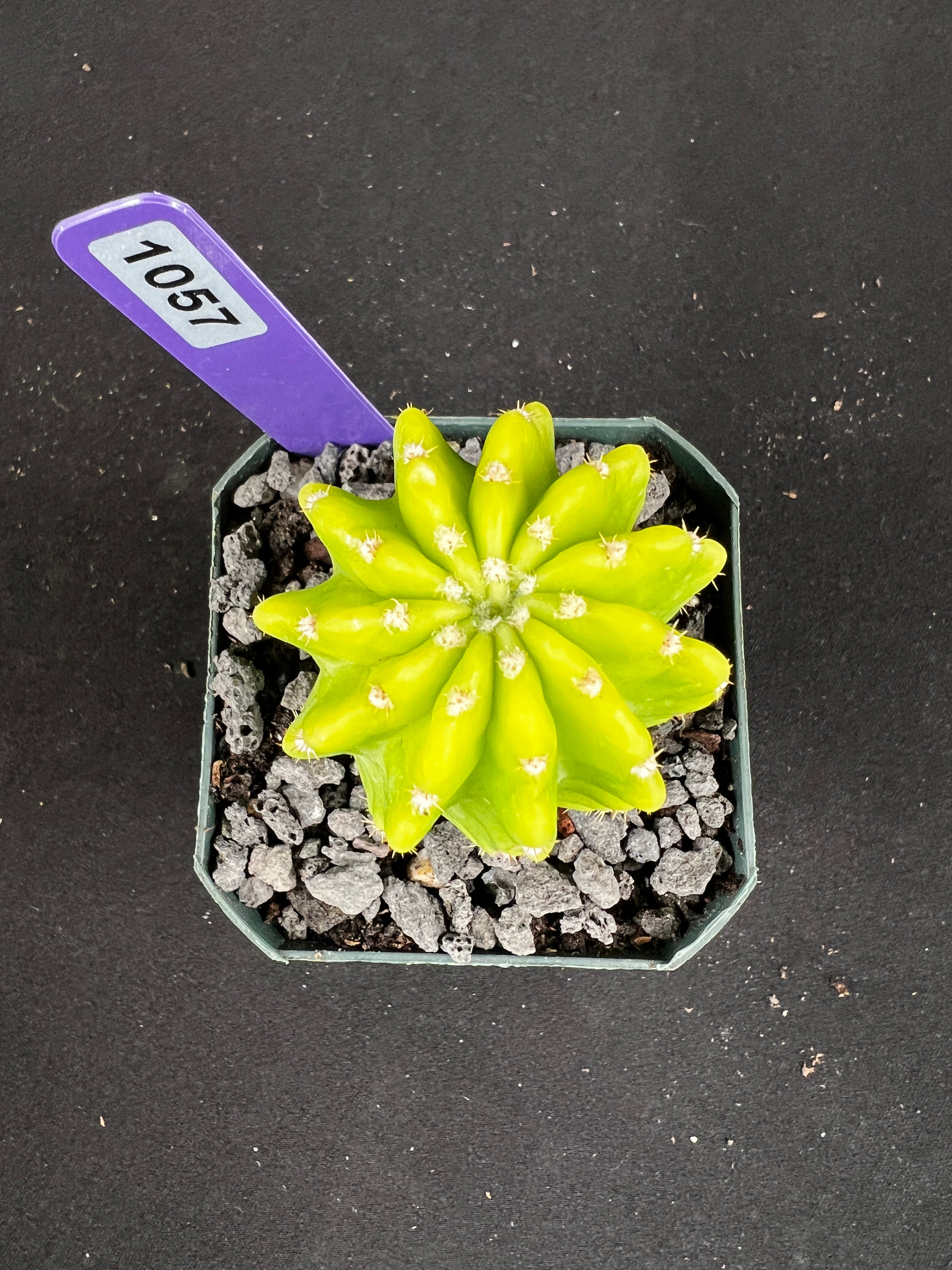 Echinopsis Variegated 'Lemon' Cactus