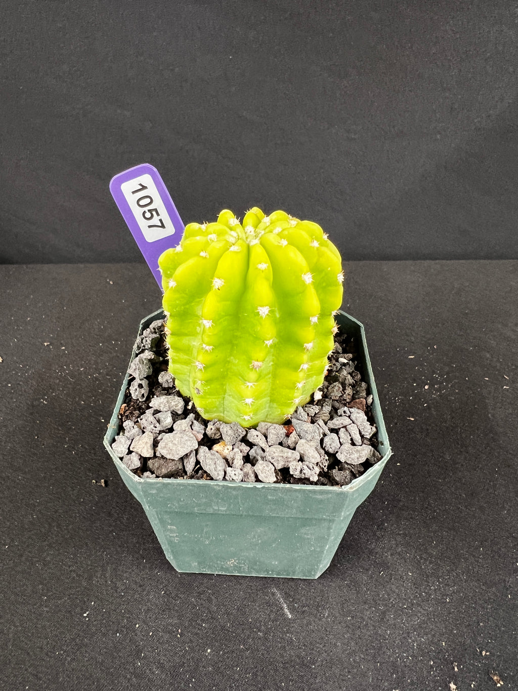 Echinopsis Variegated 'Lemon' Cactus