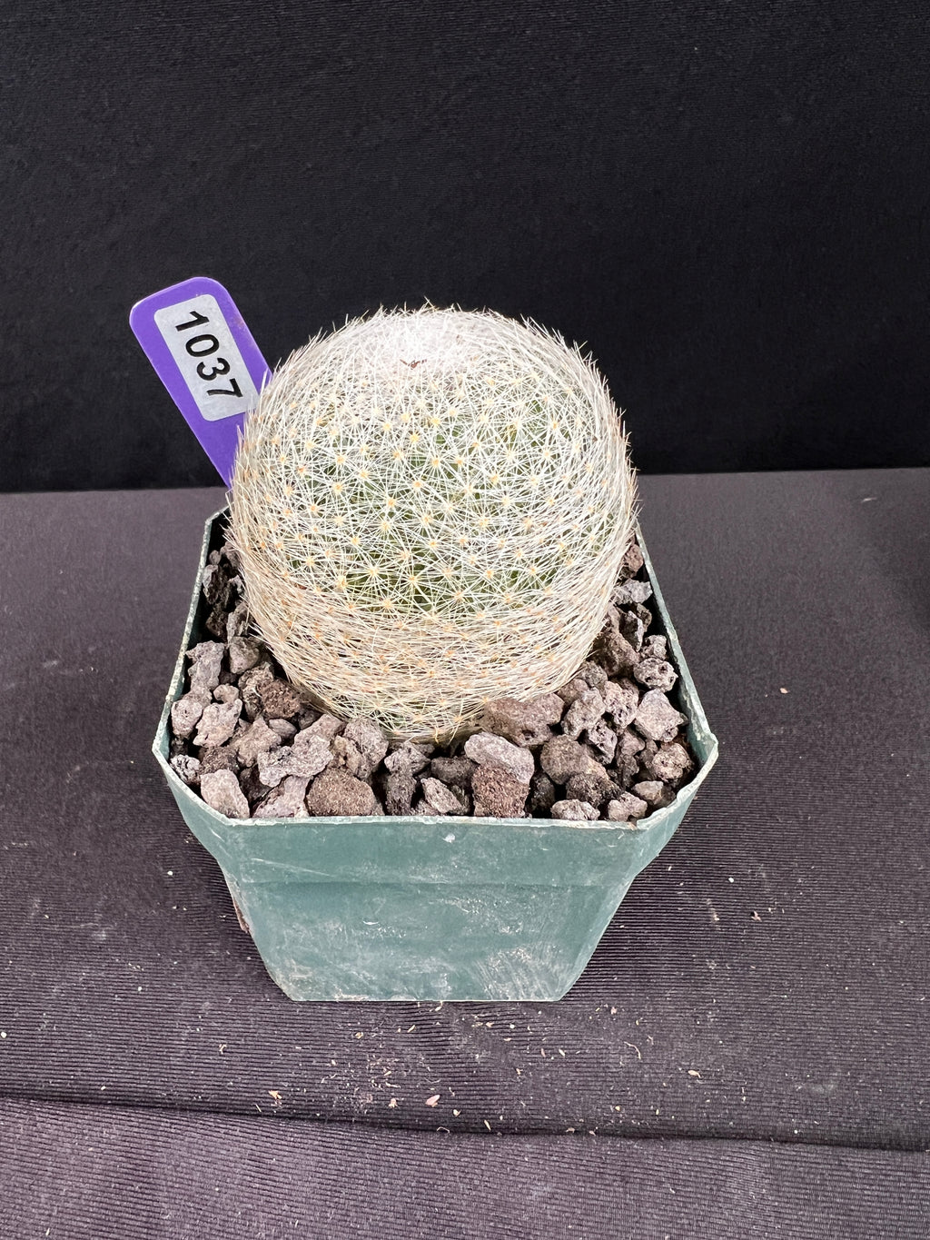 Mammillaria Lenta Cactus